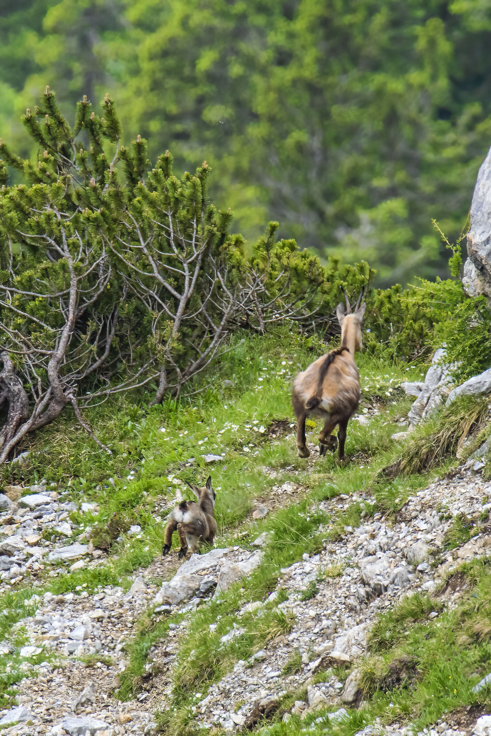 Camosci .. mamma aspettami