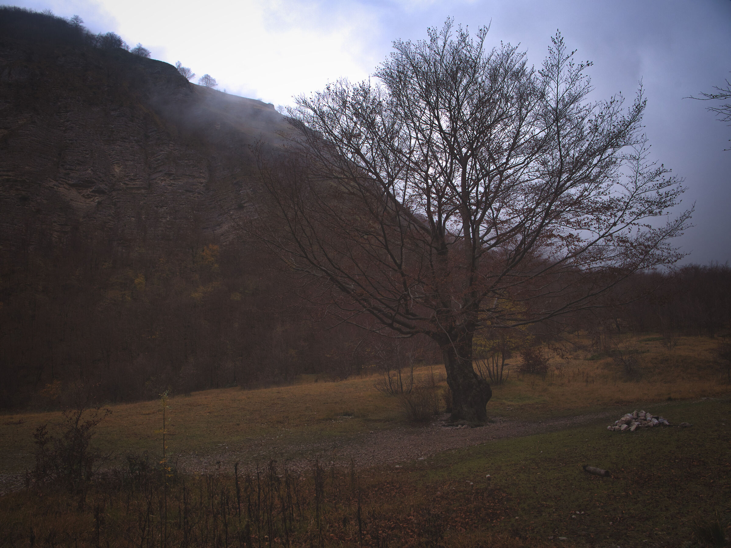 tree