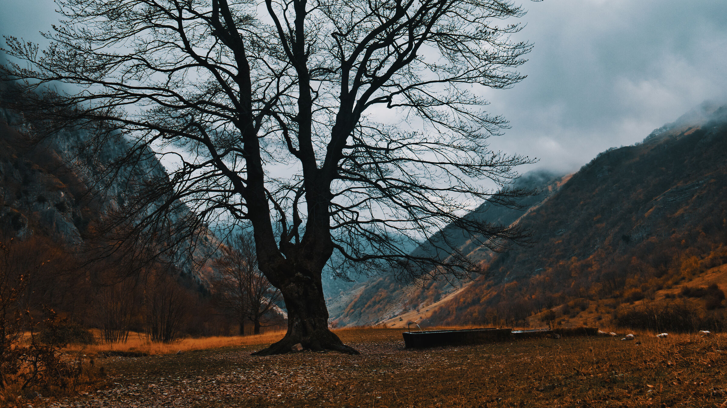 Albero