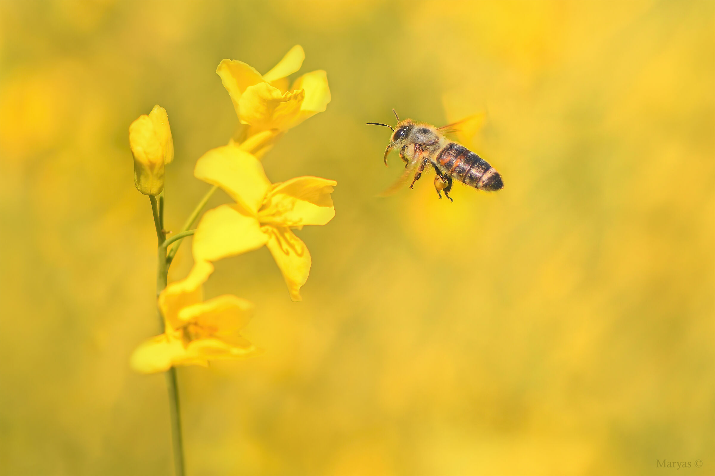 Flight in yellow zone