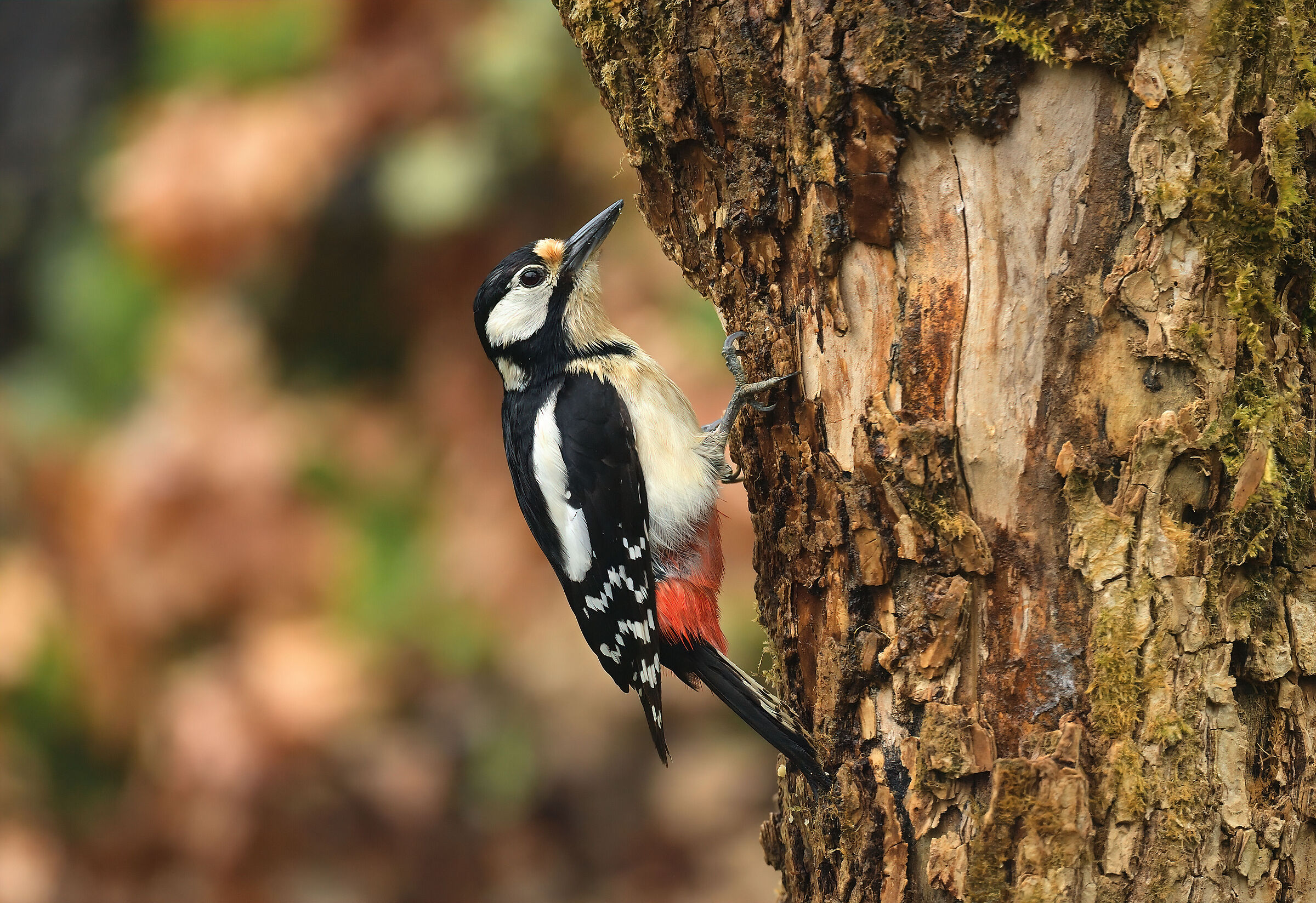 Greater red woodpecker f.
