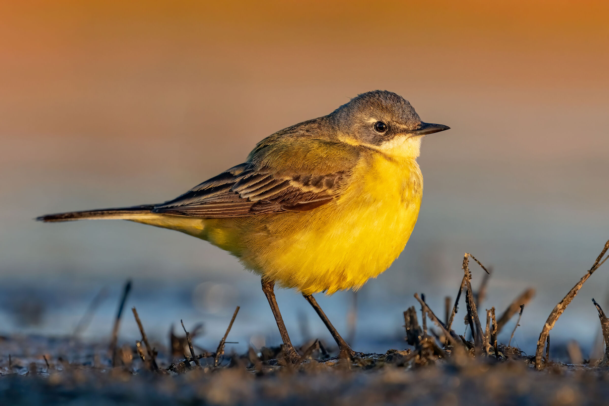 ..guardando il sole..