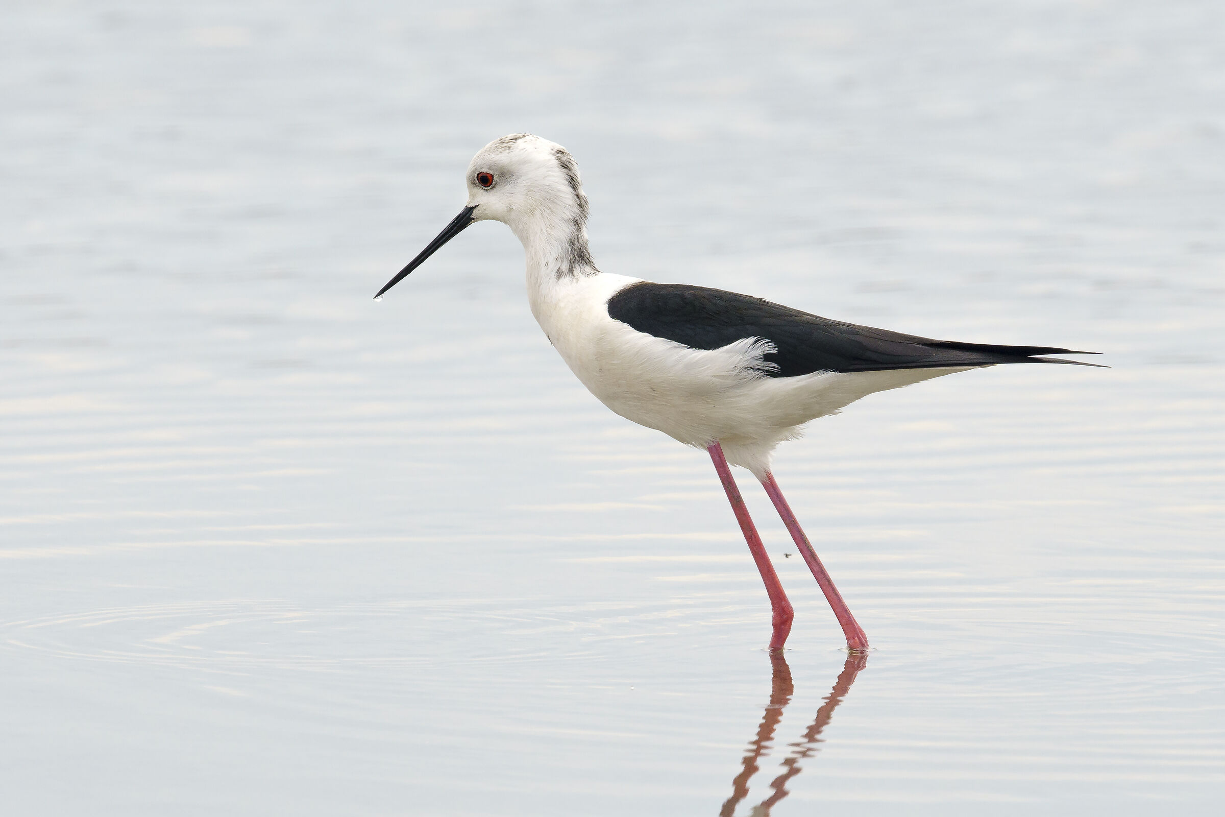 Cavaliere a Lio Piccolo