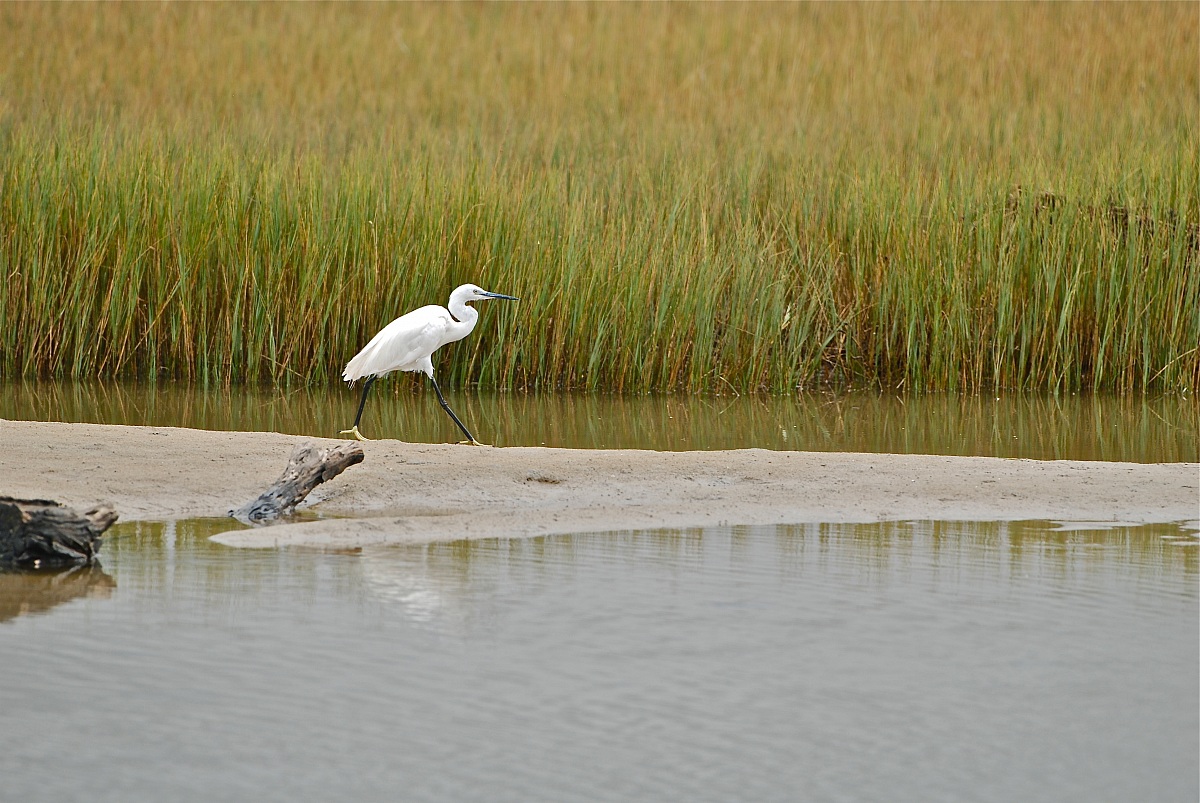 Little Egret - Garzetta / Egretta garzetta