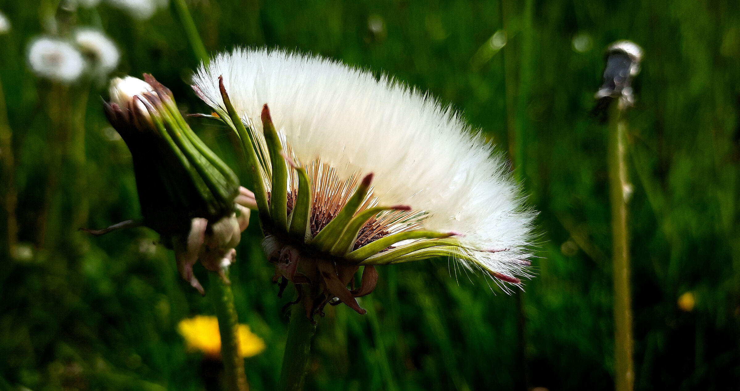 Life of a Breath: the vigor