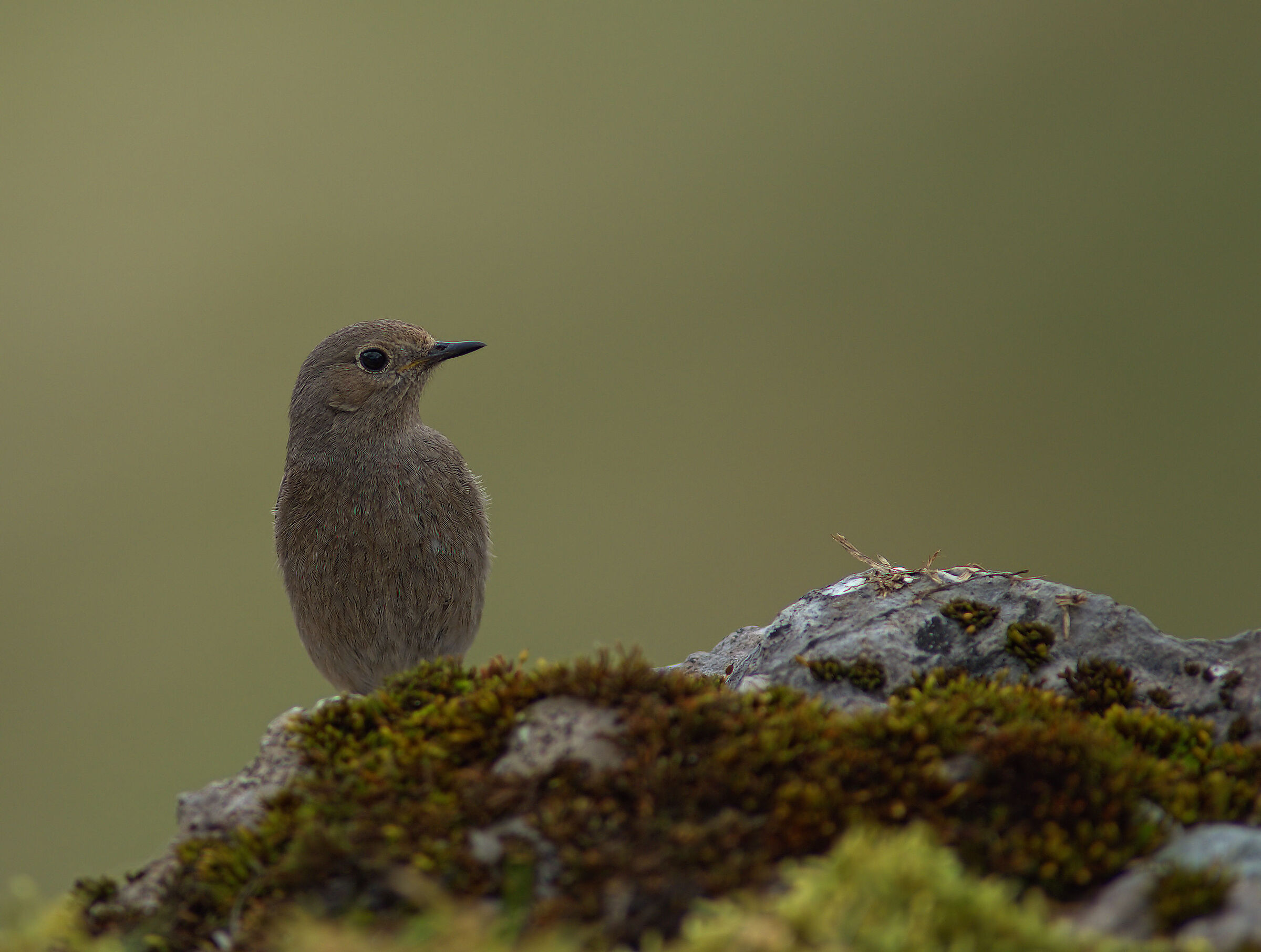 Codirosso female fireplace sweeper