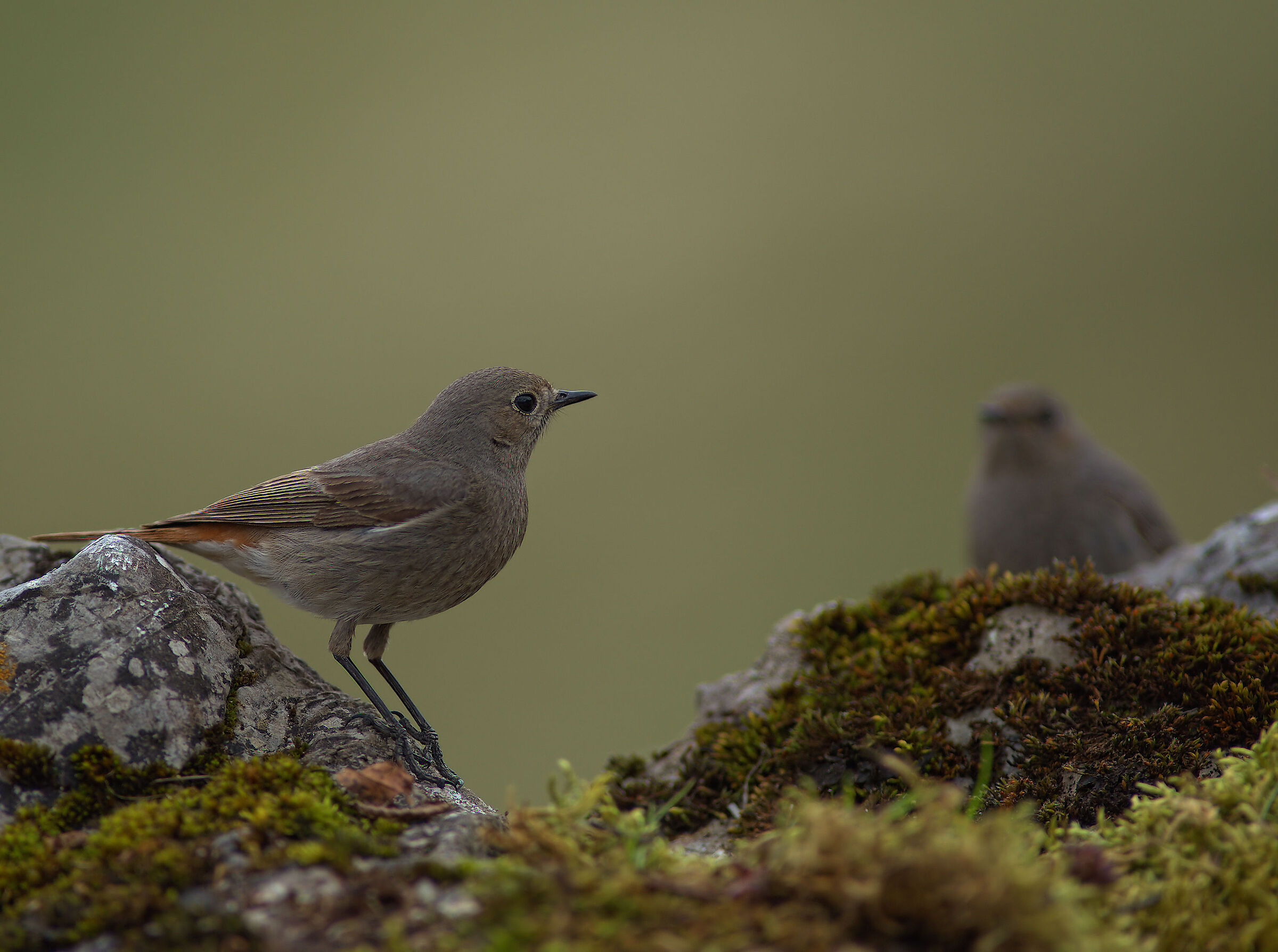 Codirosso female fireplace sweeper