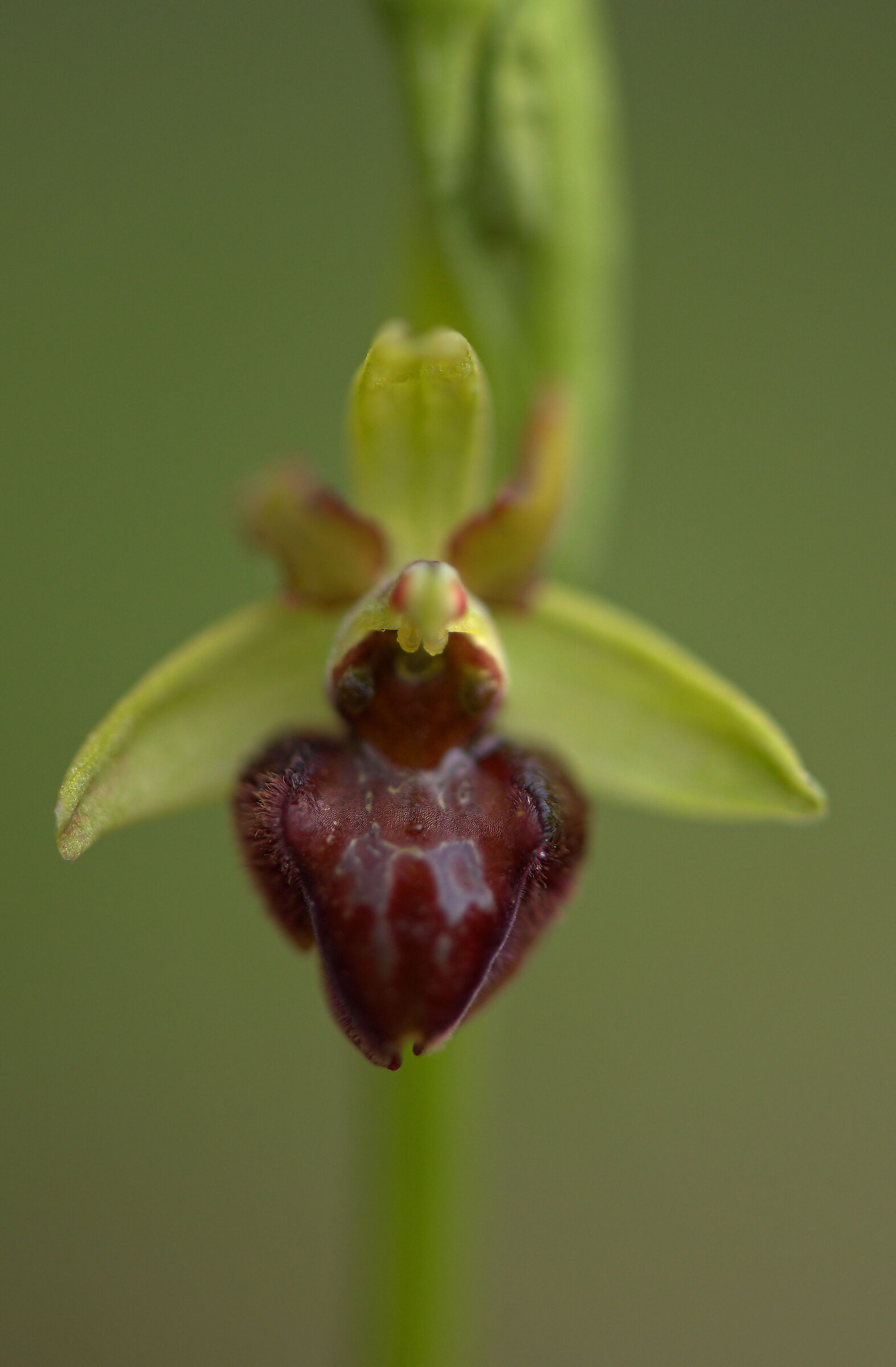 Ophrys sphegoides
