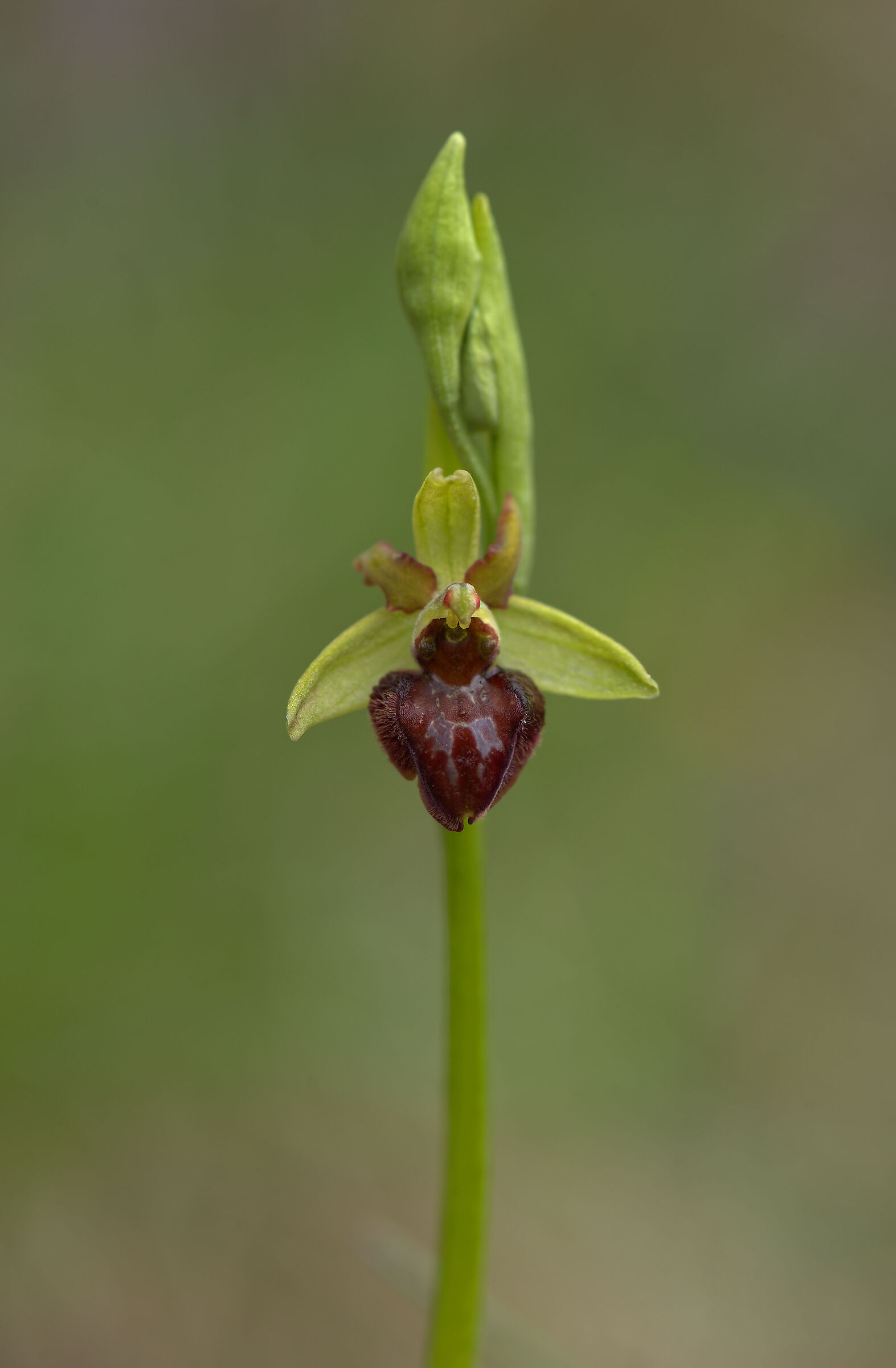 Sphegoides's ophrys