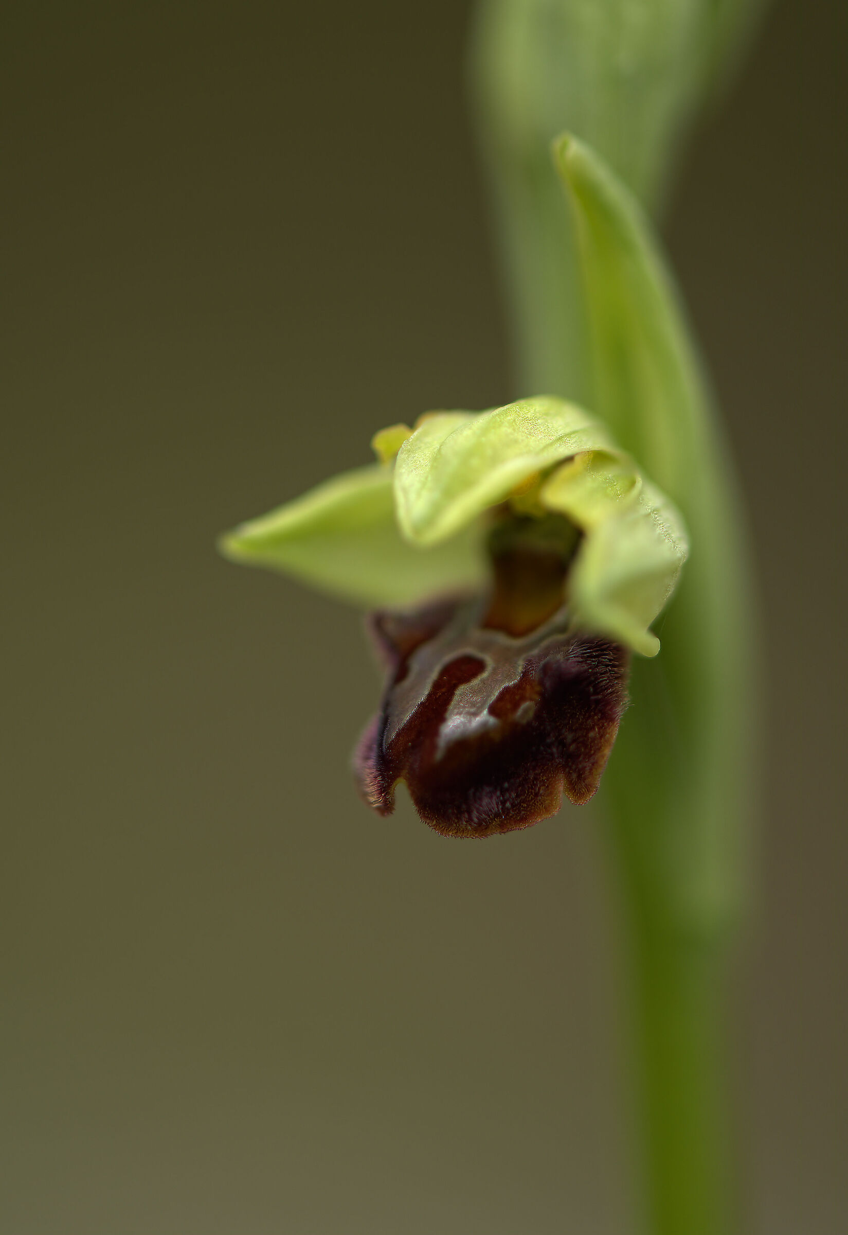Sphegoides's ophrys