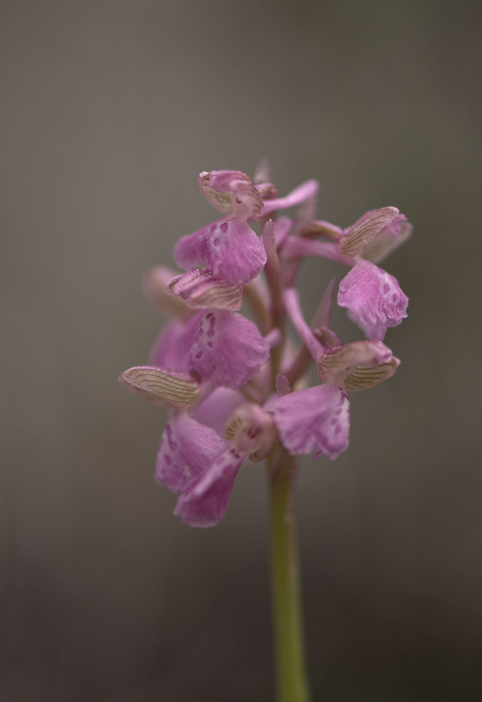 Anacamptis morio