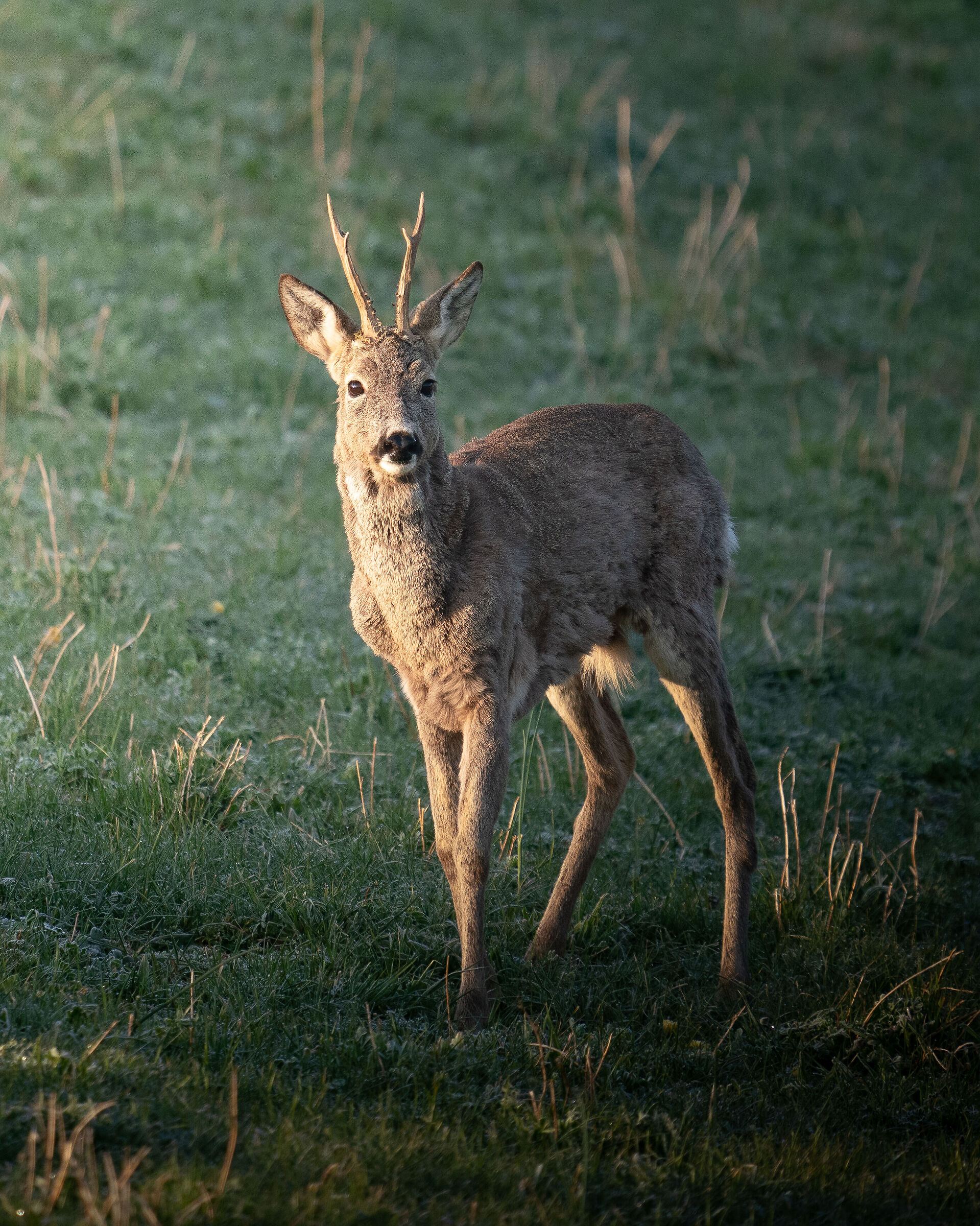 Roe deer 2