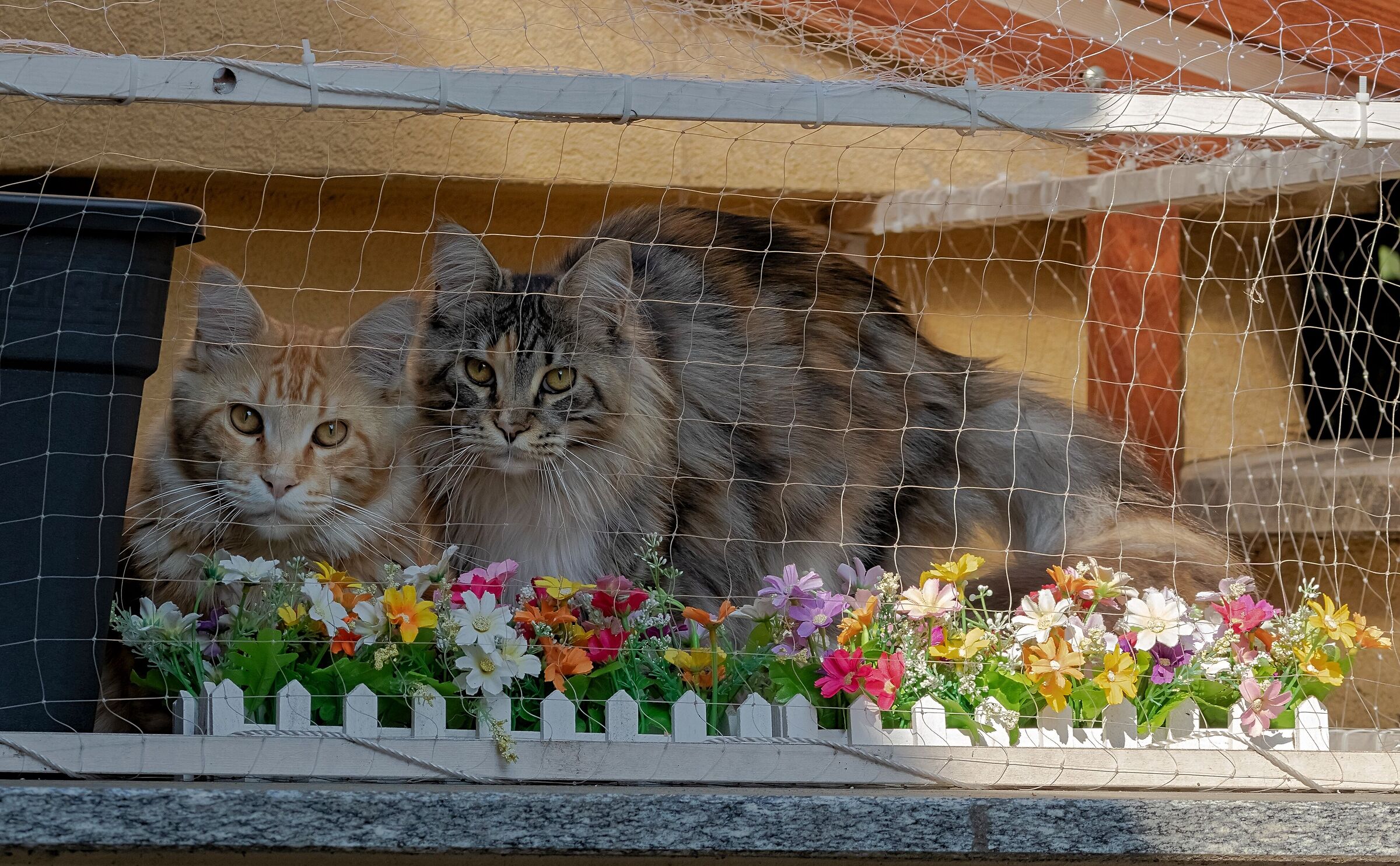 Attila e Anouk Maine Coon della mia vicina 21/04/2021
