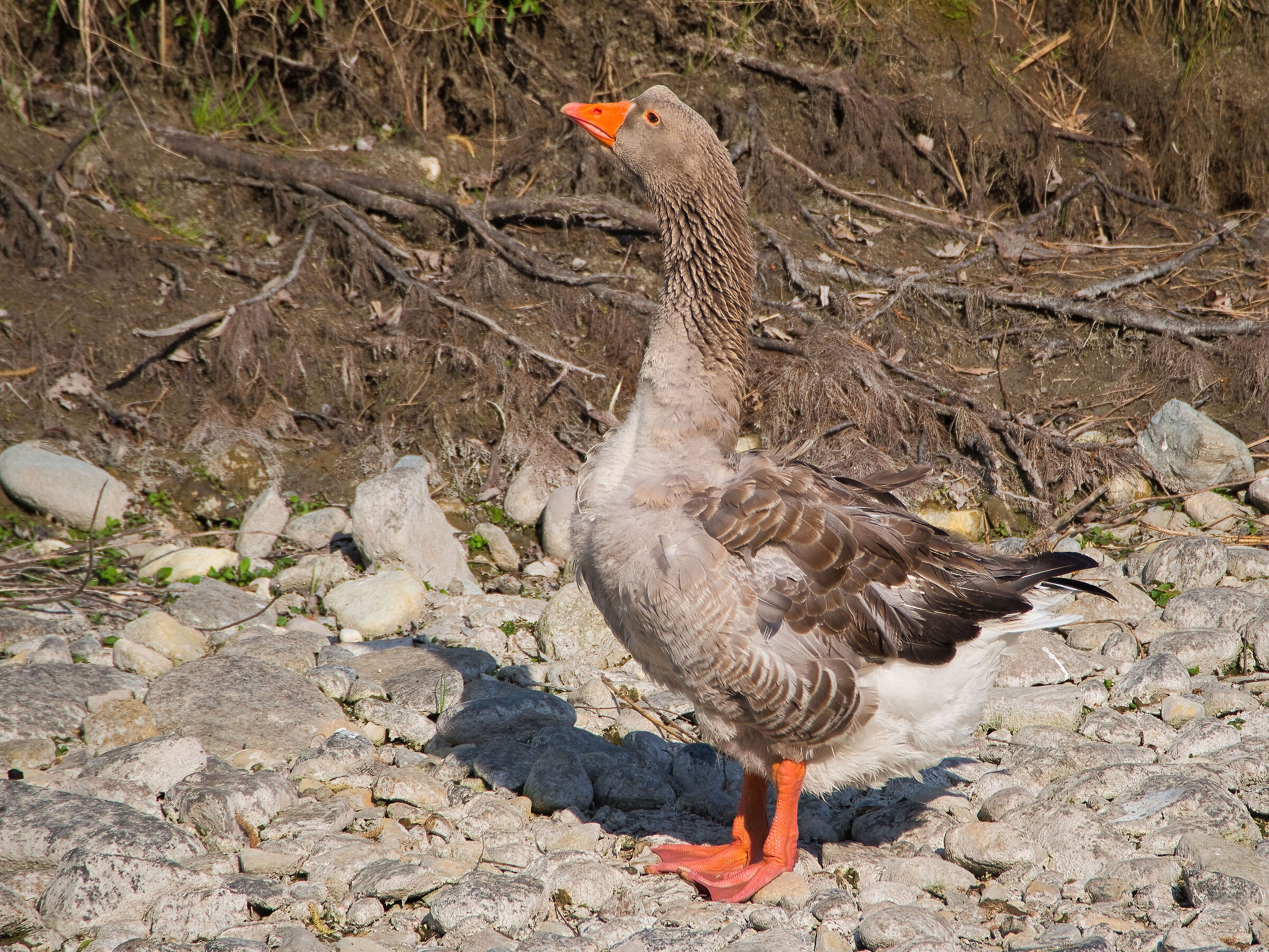 greylag goose