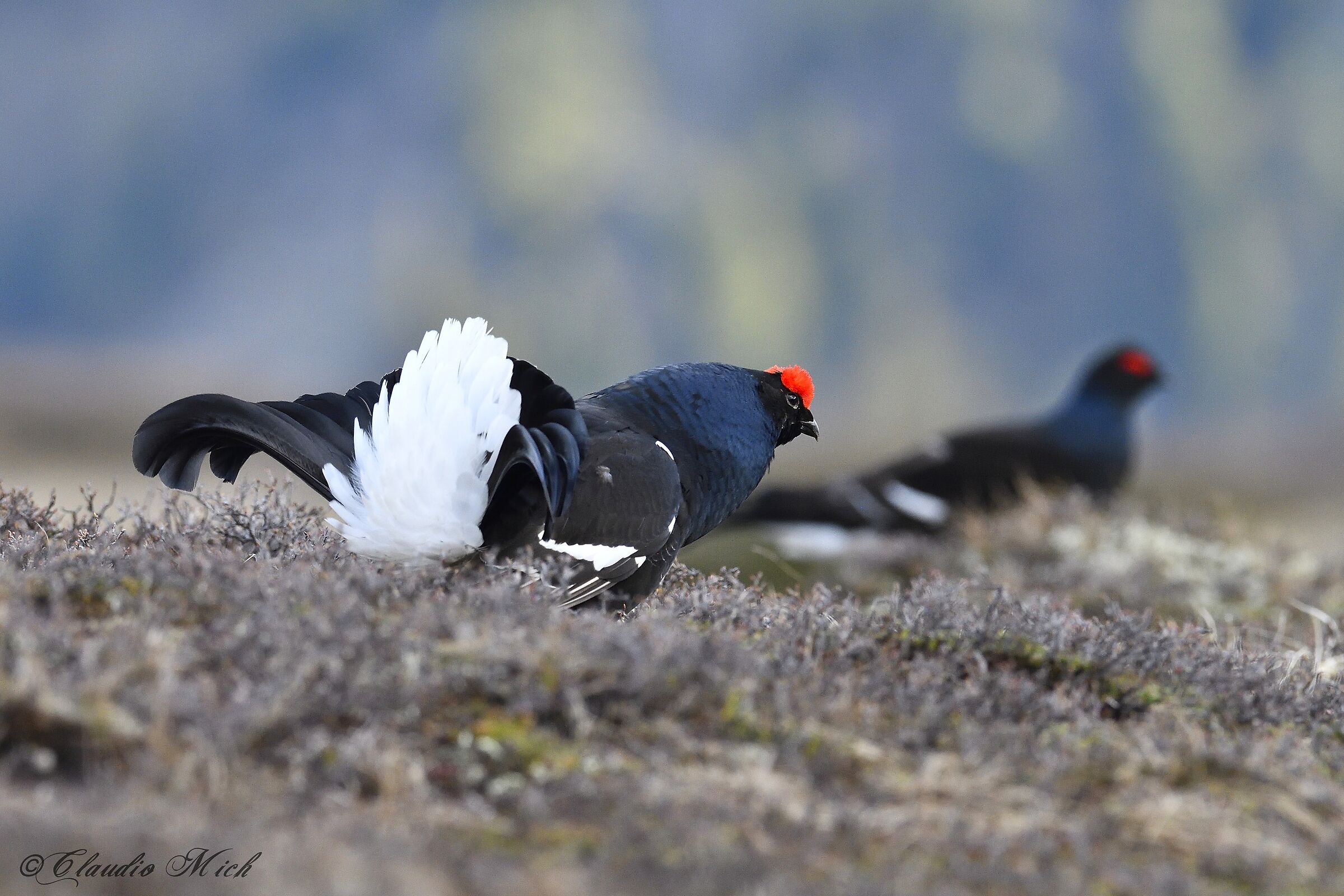 Just before the fight