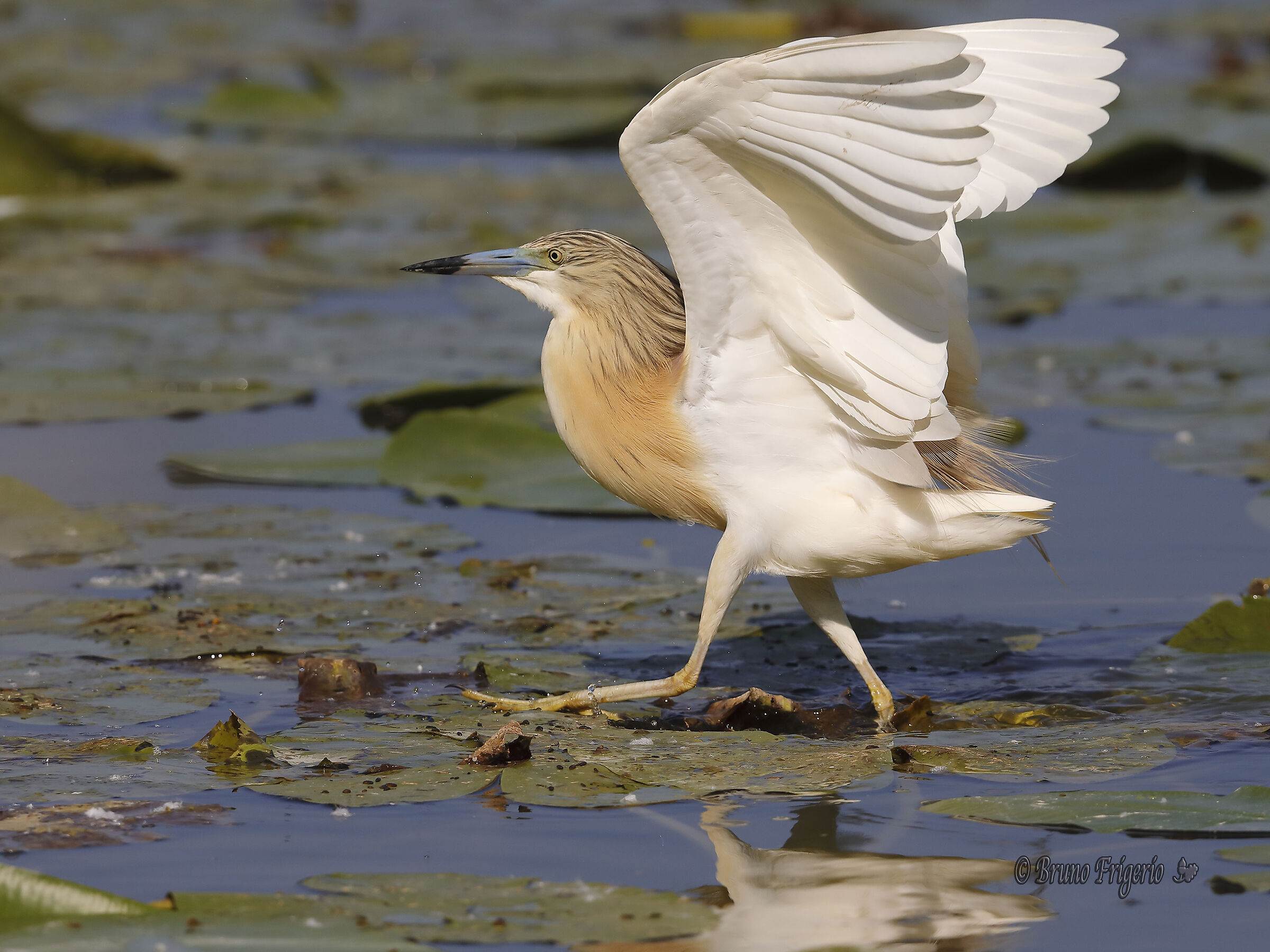 squacco heron