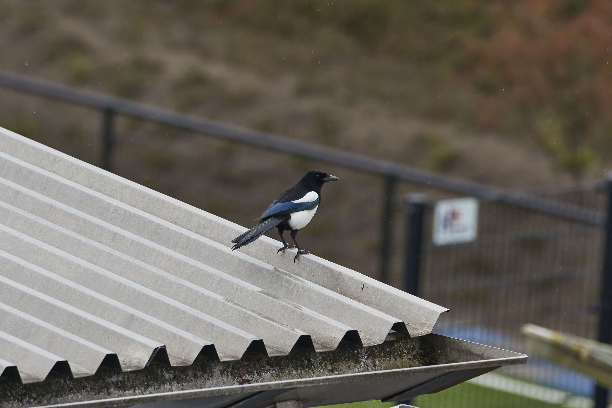Magpie test Kees