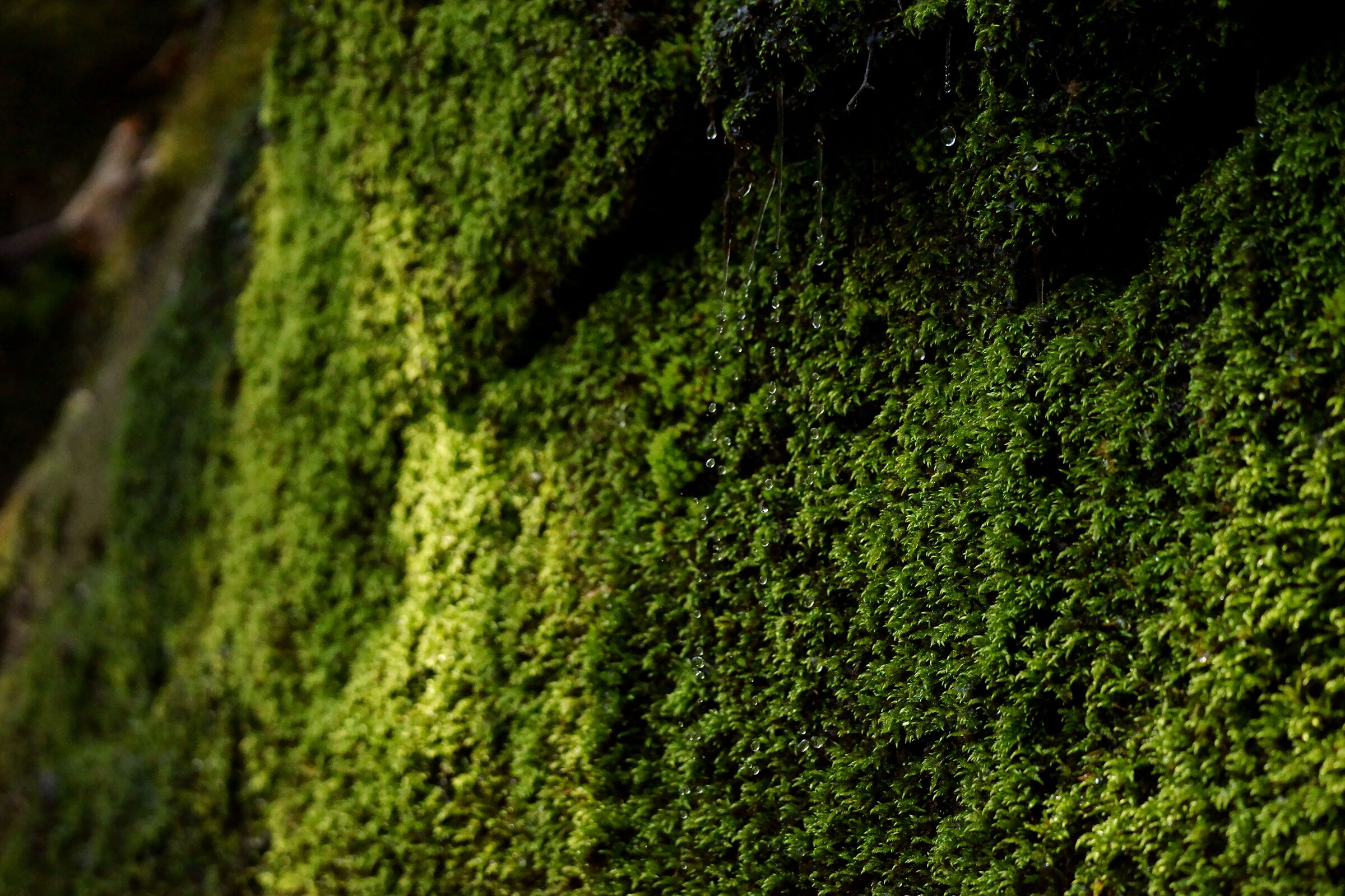 La quiete nel sottobosco