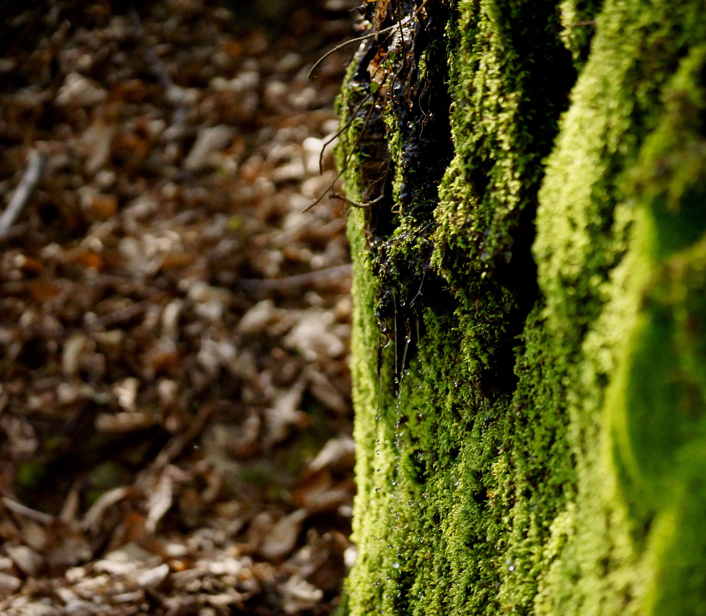 Contrasto nel sottobosco