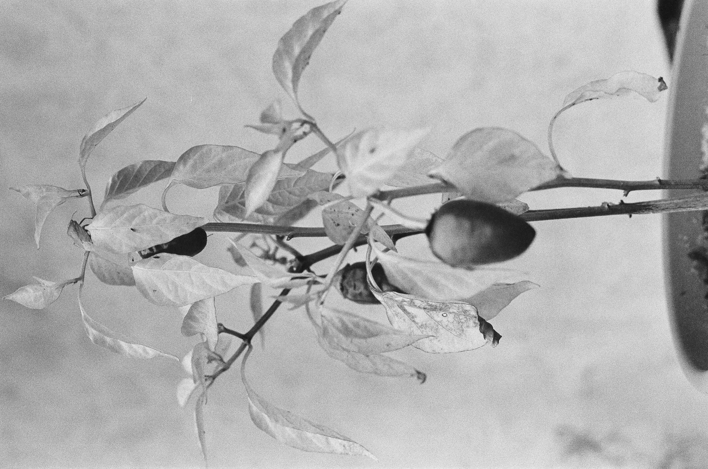 Analog - Chili pepper with bedbug