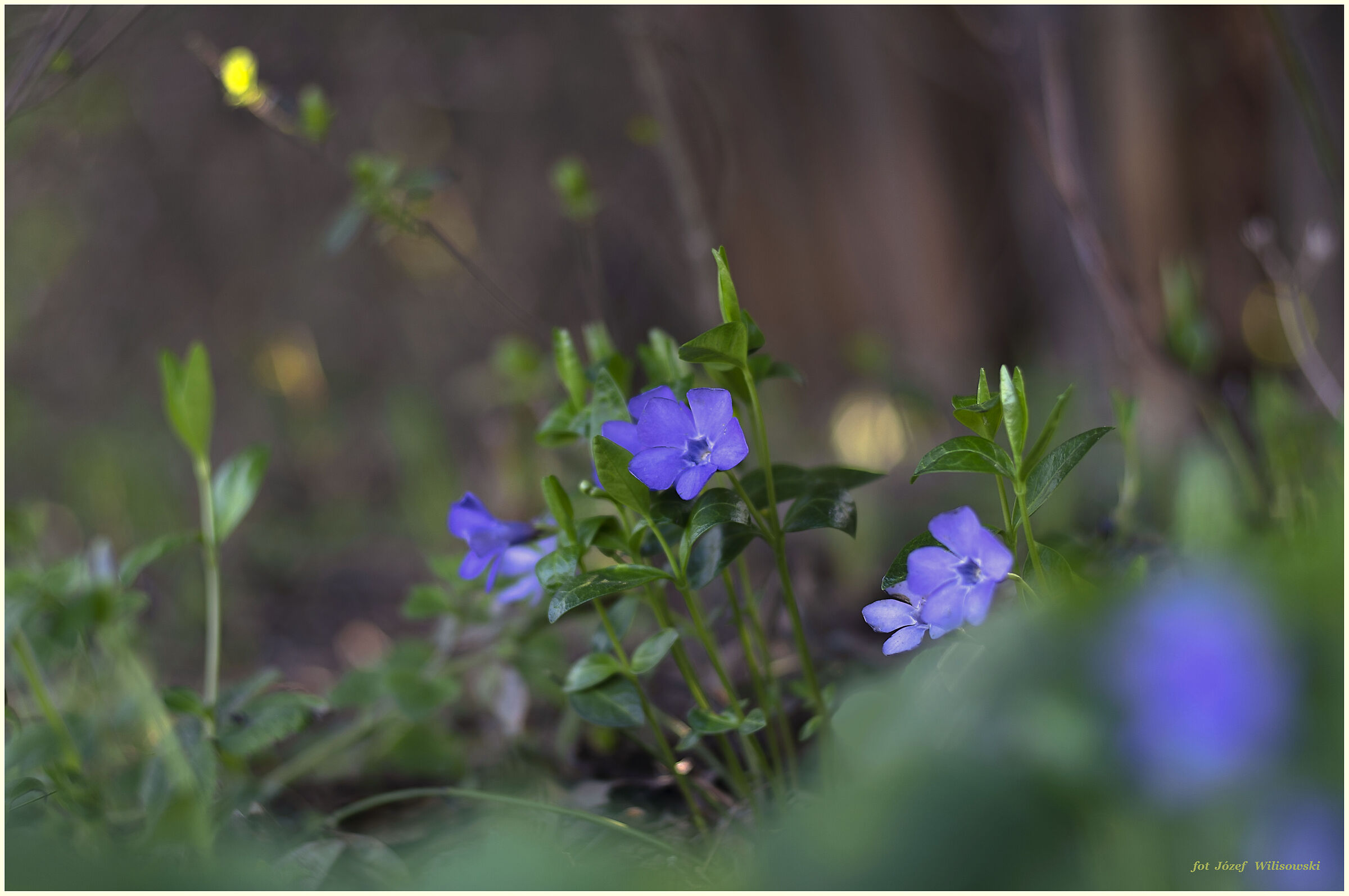 Porst Color Reflex 50/2