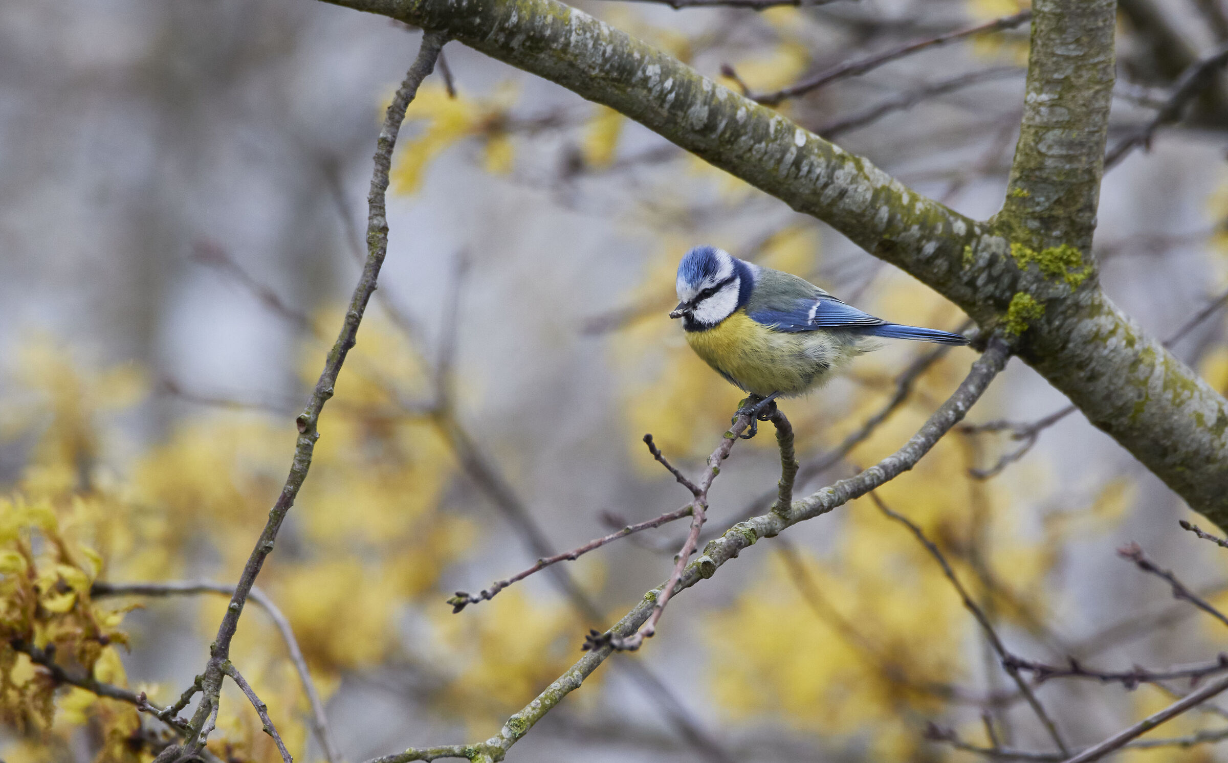 Blue Tit