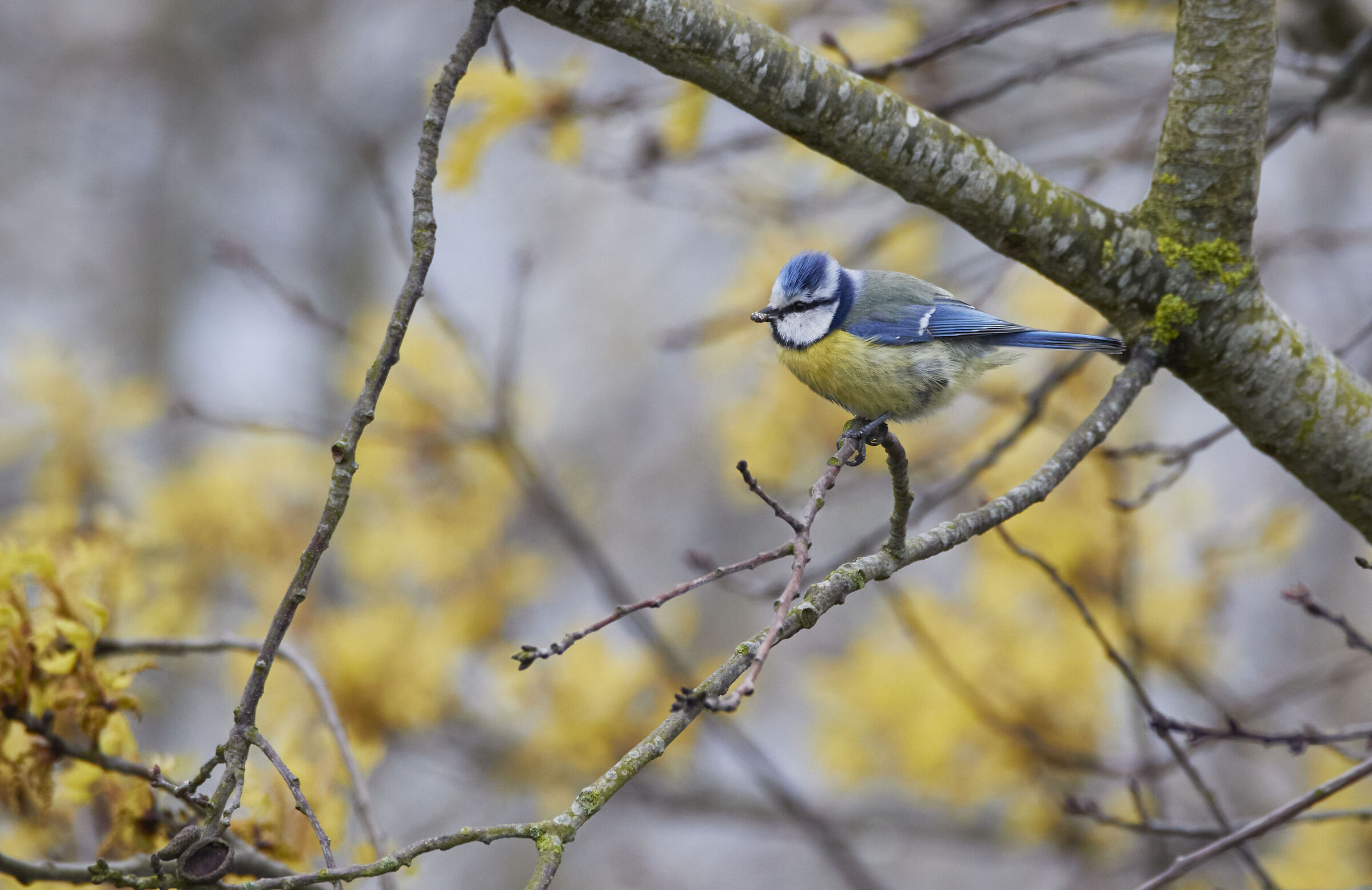 Blue Tit