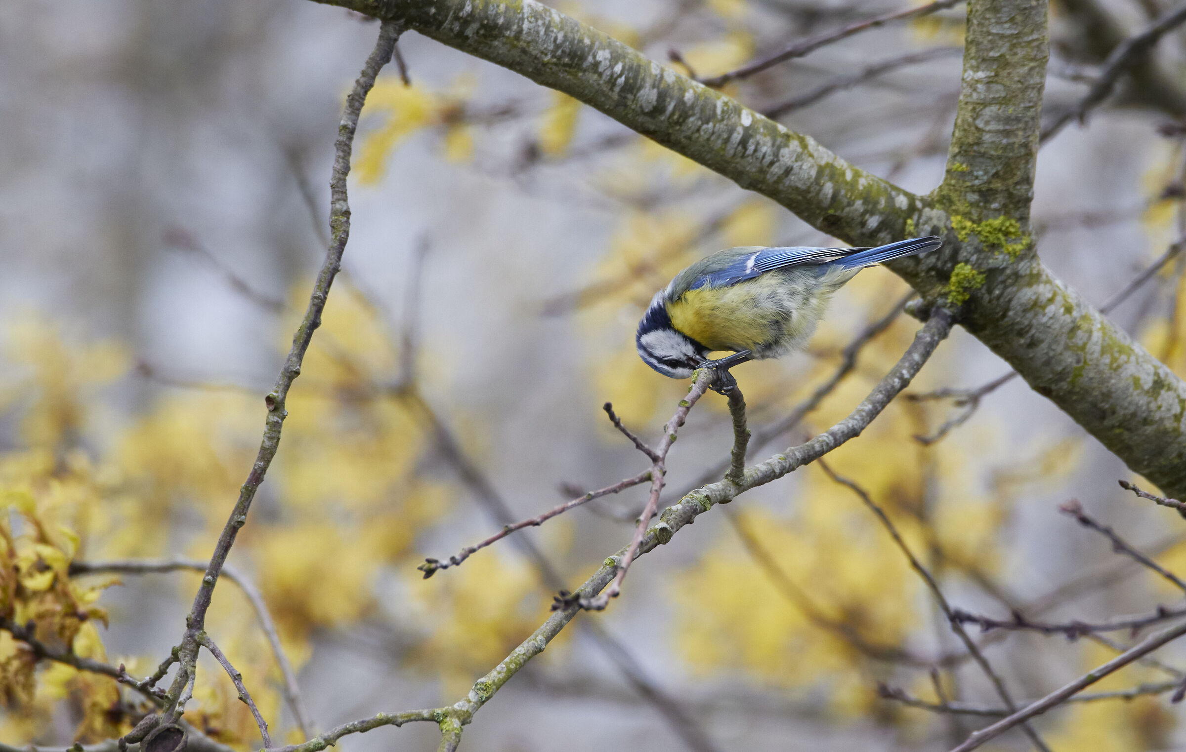 Blue Tit