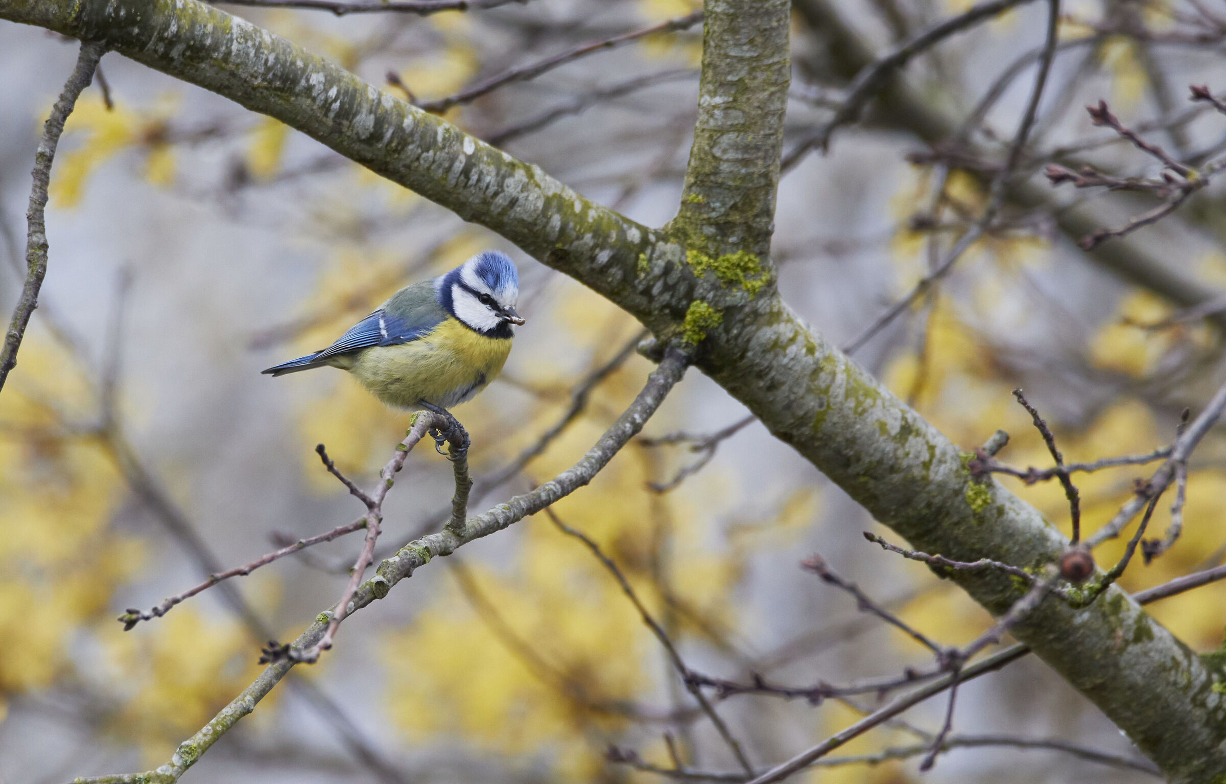 Blue Tit