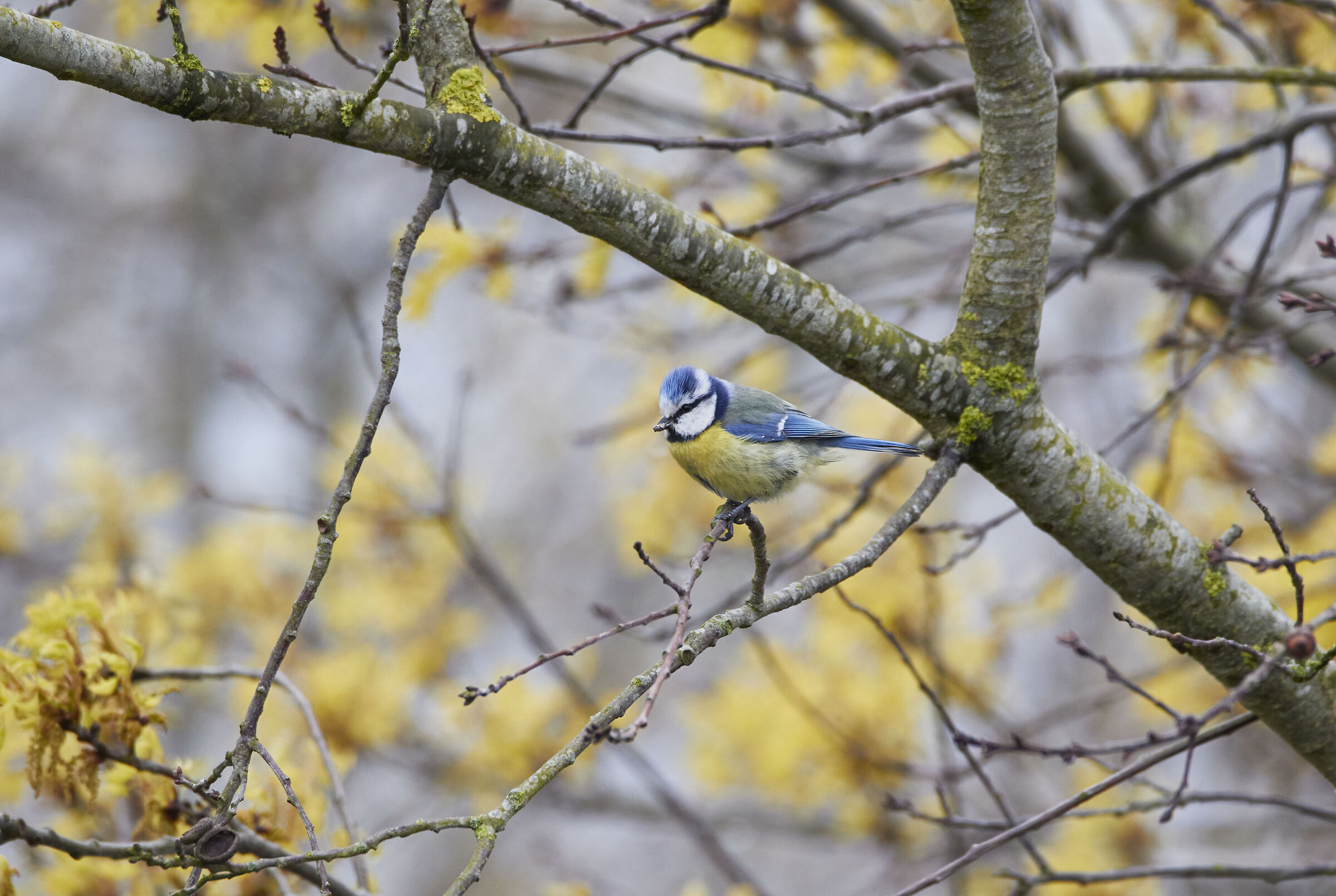 Blue Tit