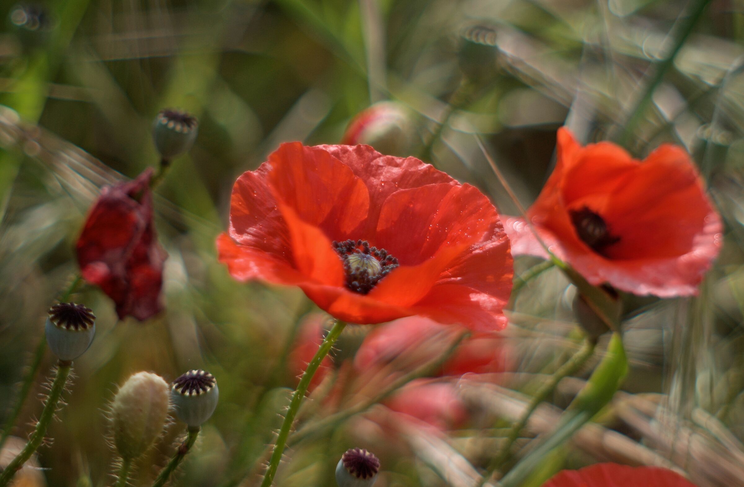 Poppies