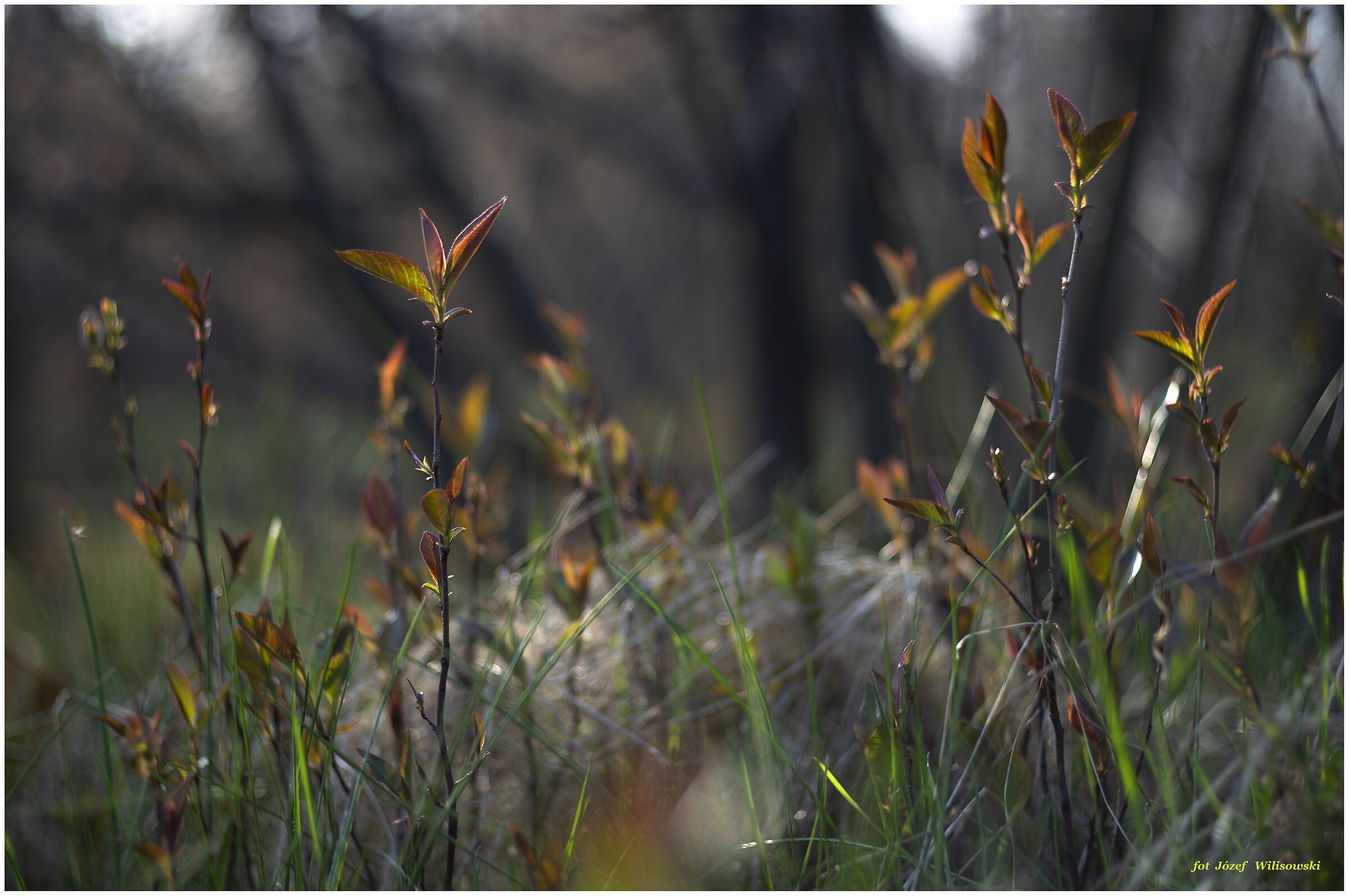 Porst Color Reflex 50/2