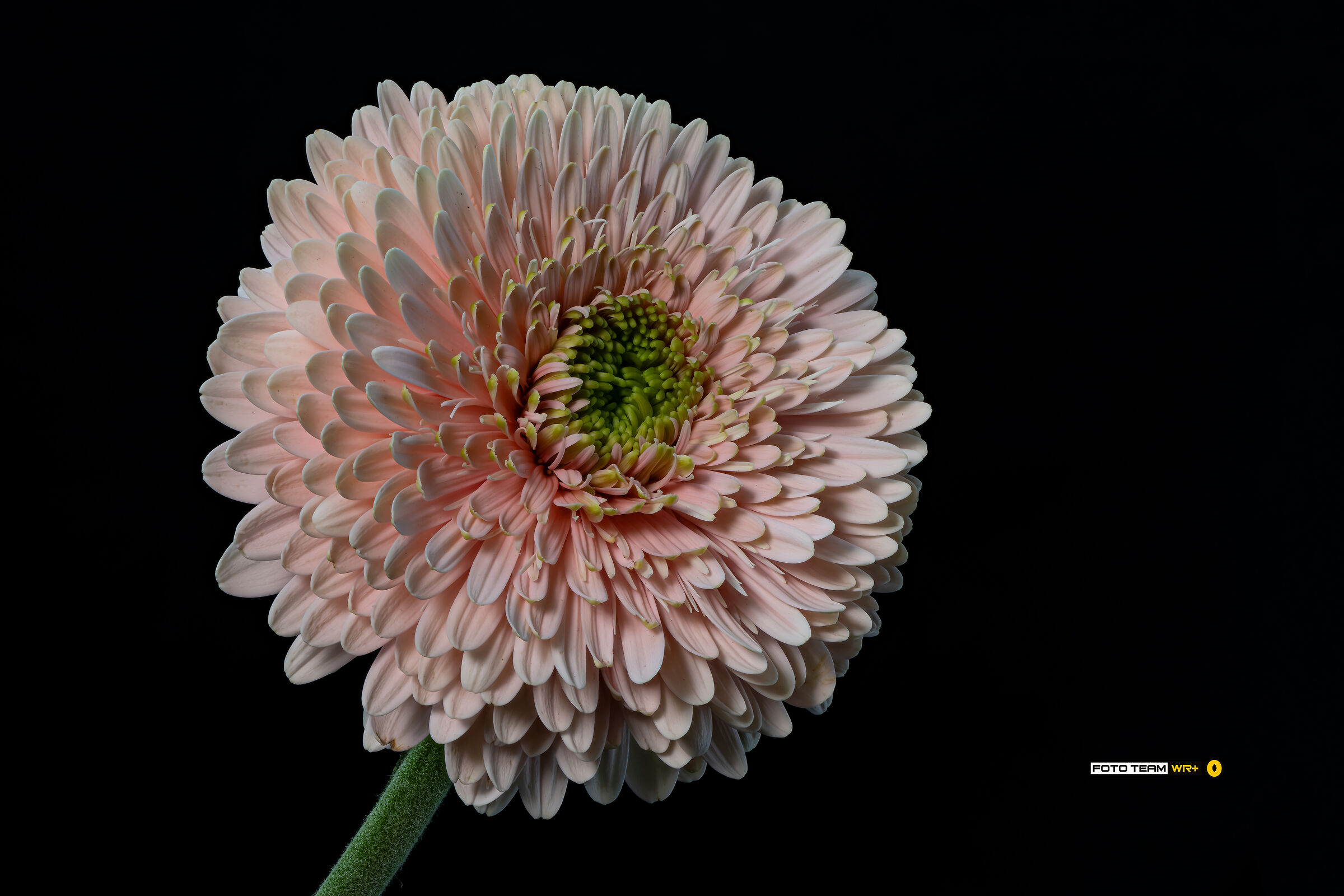 gerbera