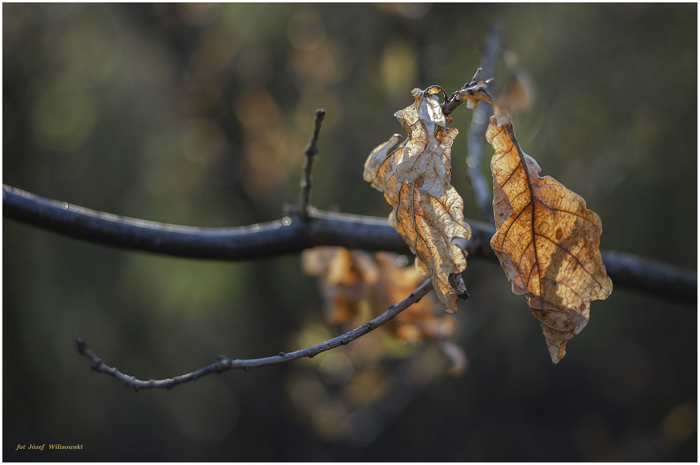 Porst Color Reflex 50/2
