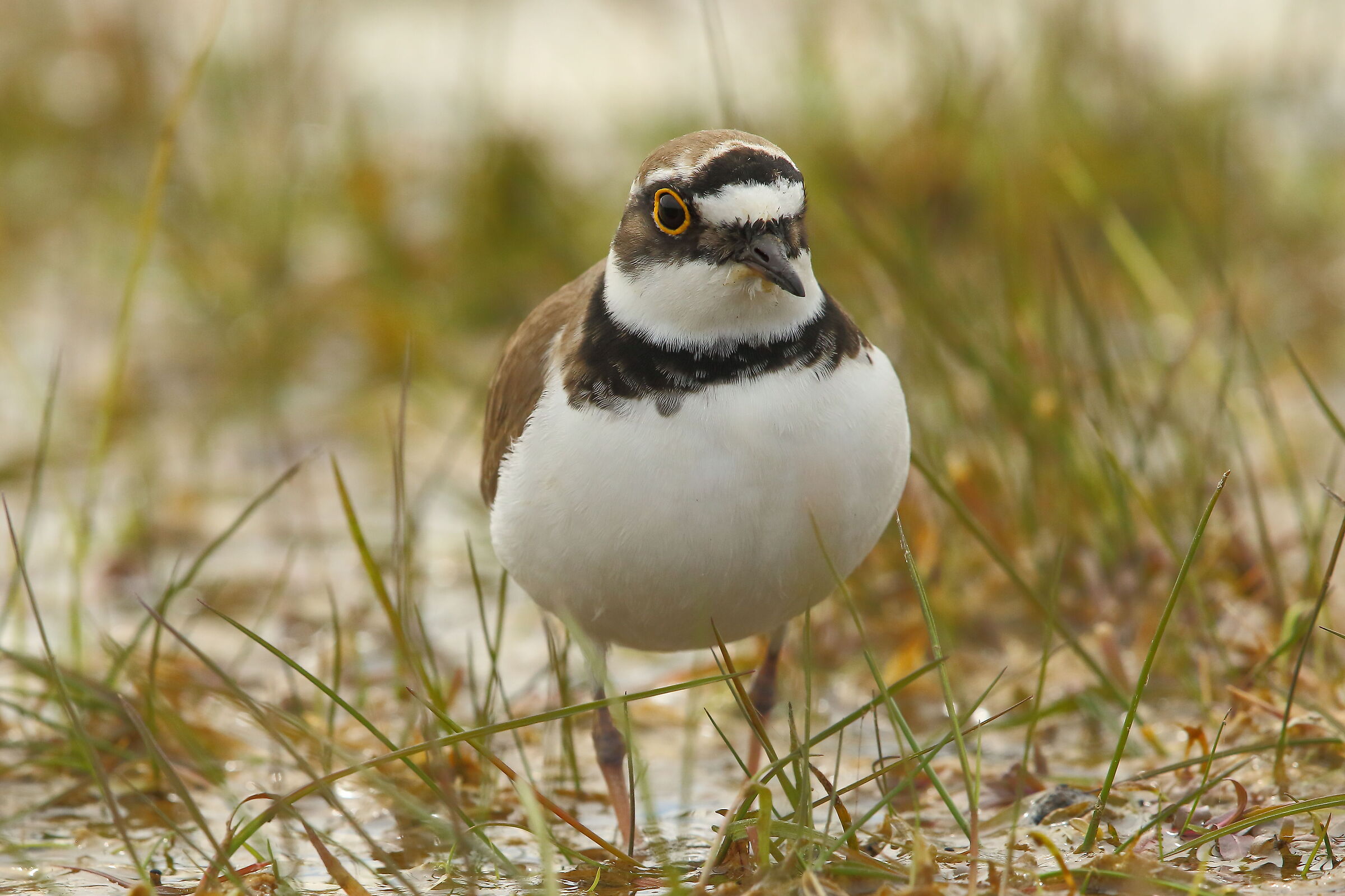 little ringed plover
