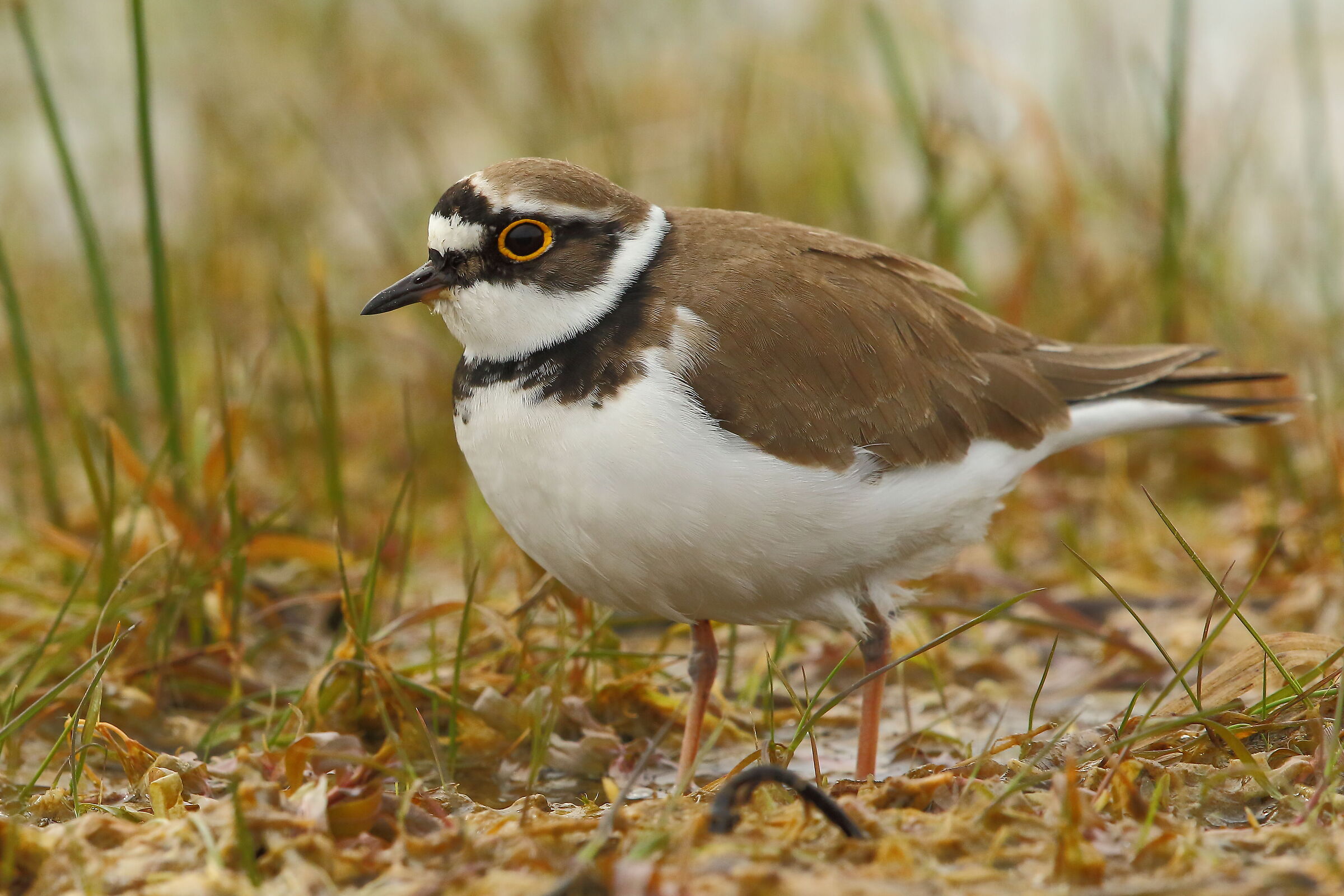 little ringed plover
