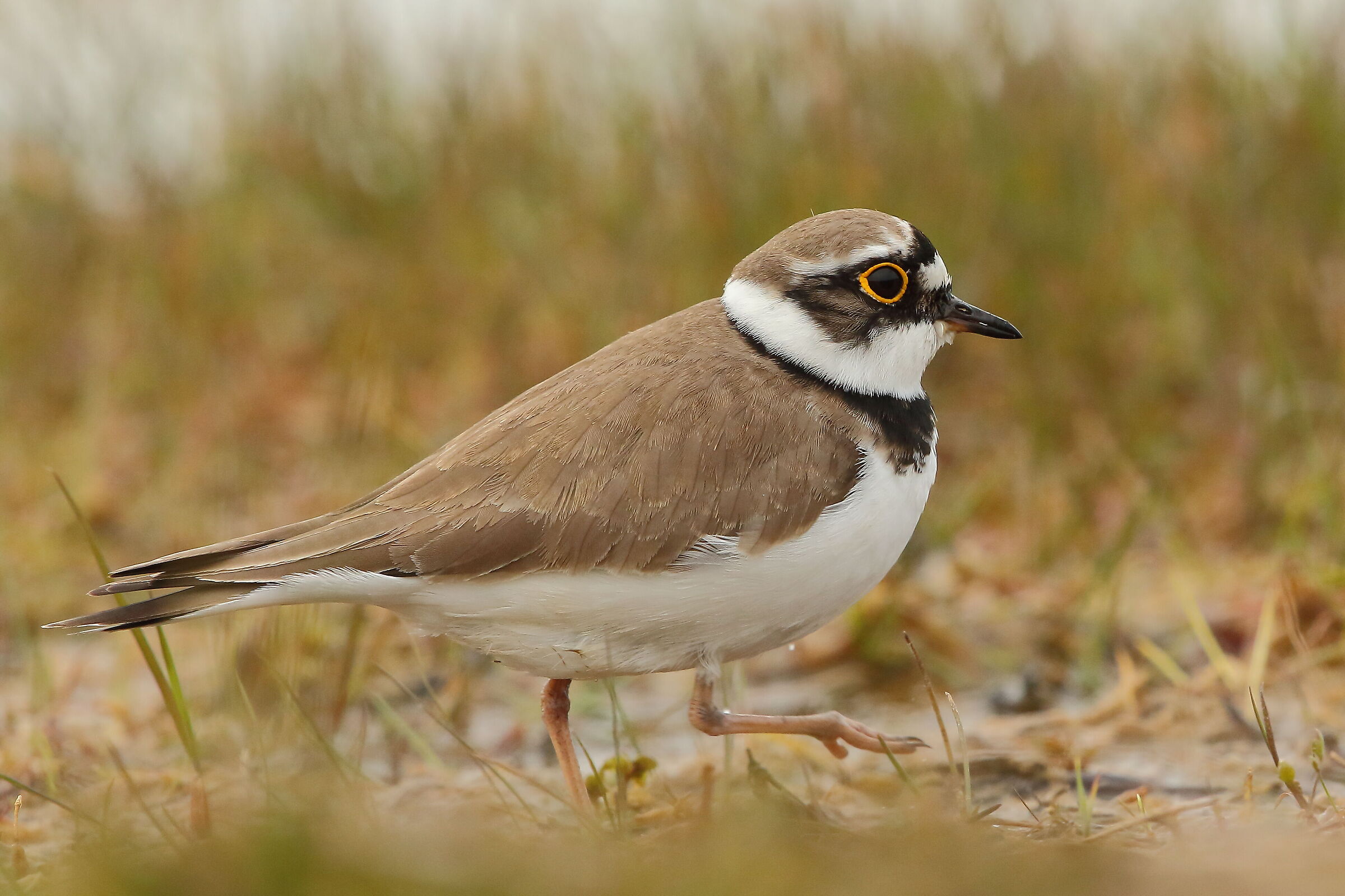 little ringed plover