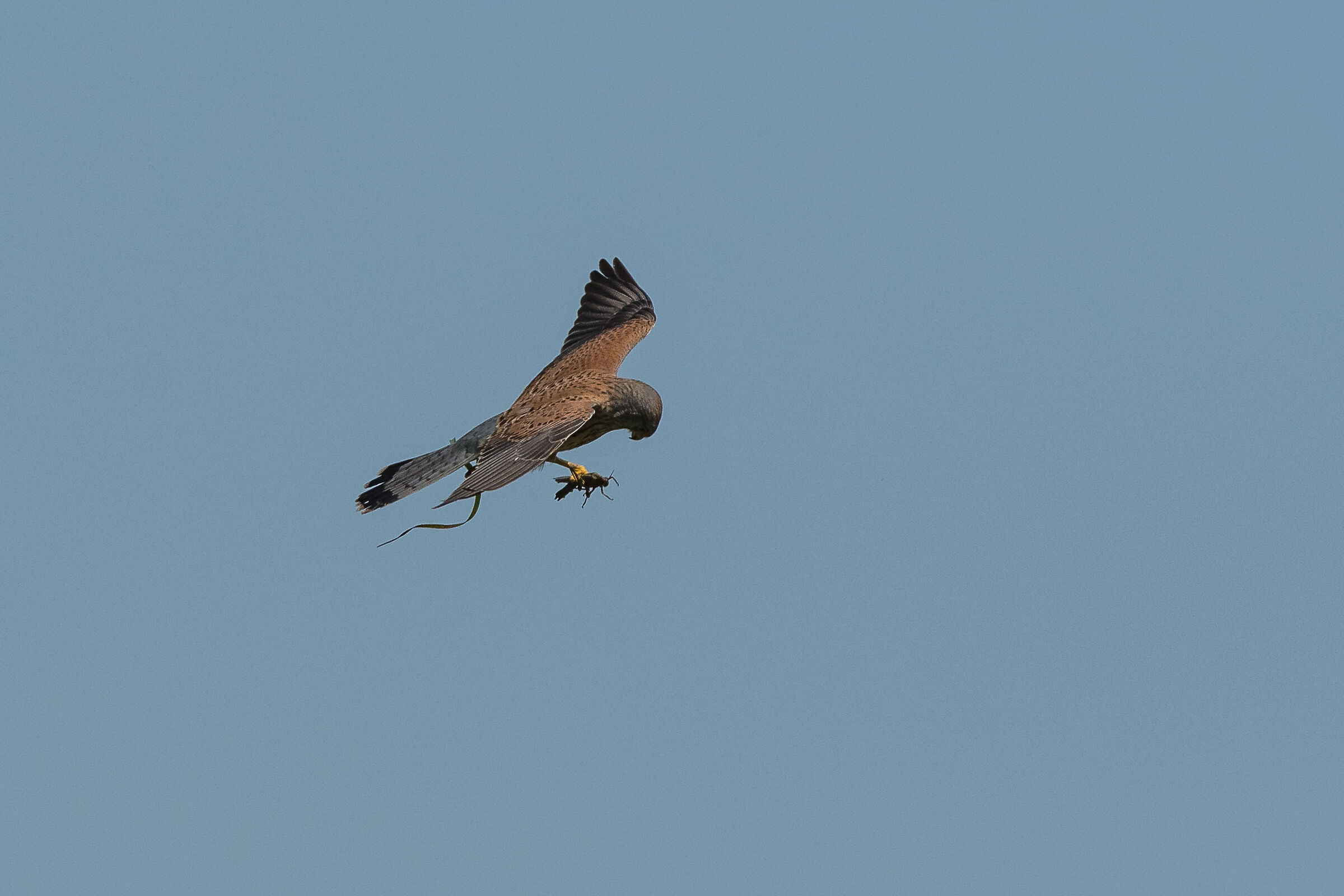 kestrel