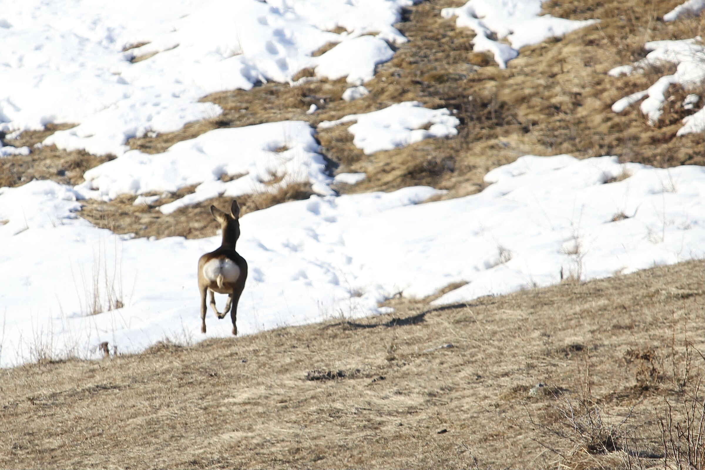 L'eleganza nella corsa