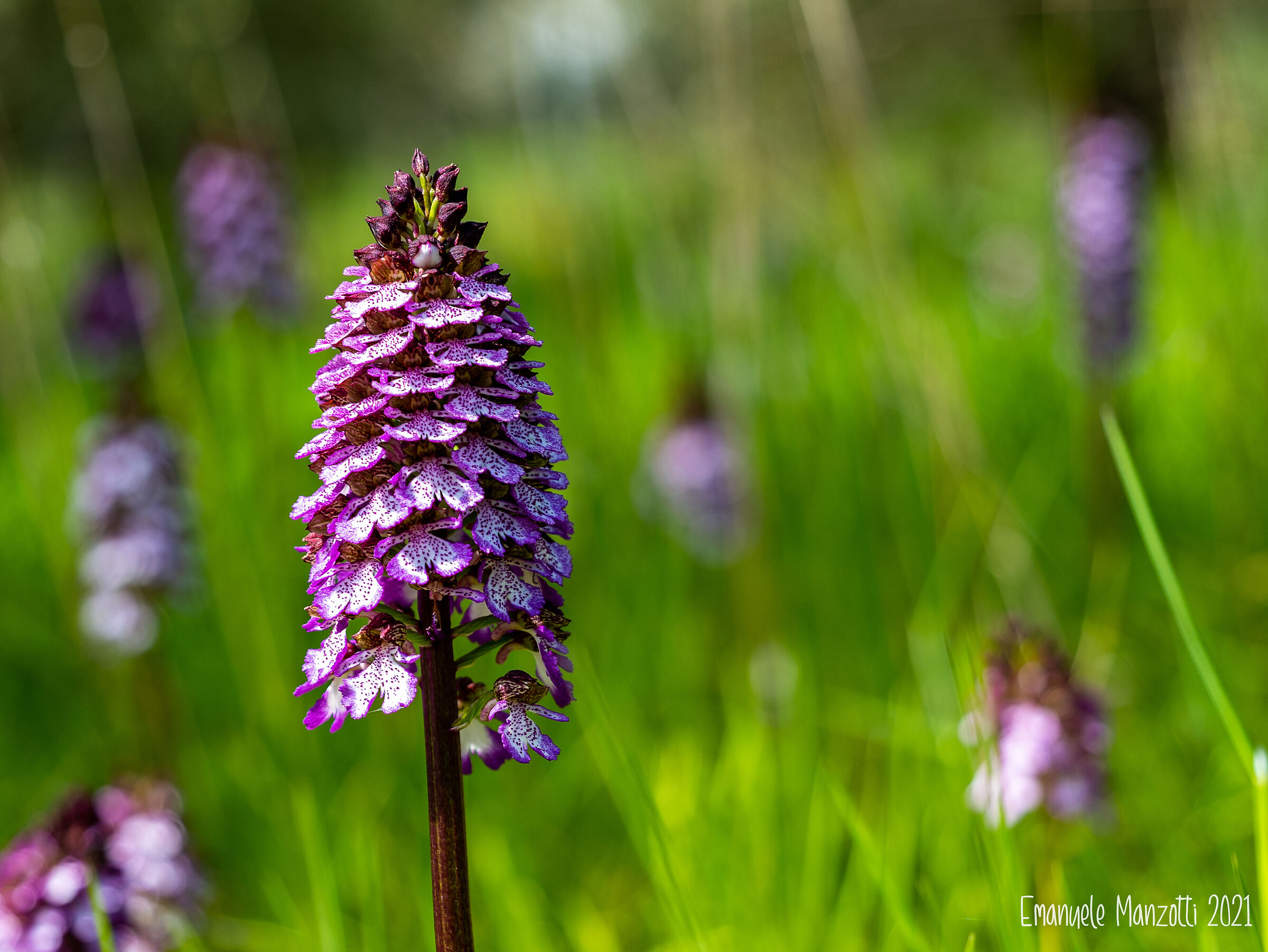 Orchidea purpurea