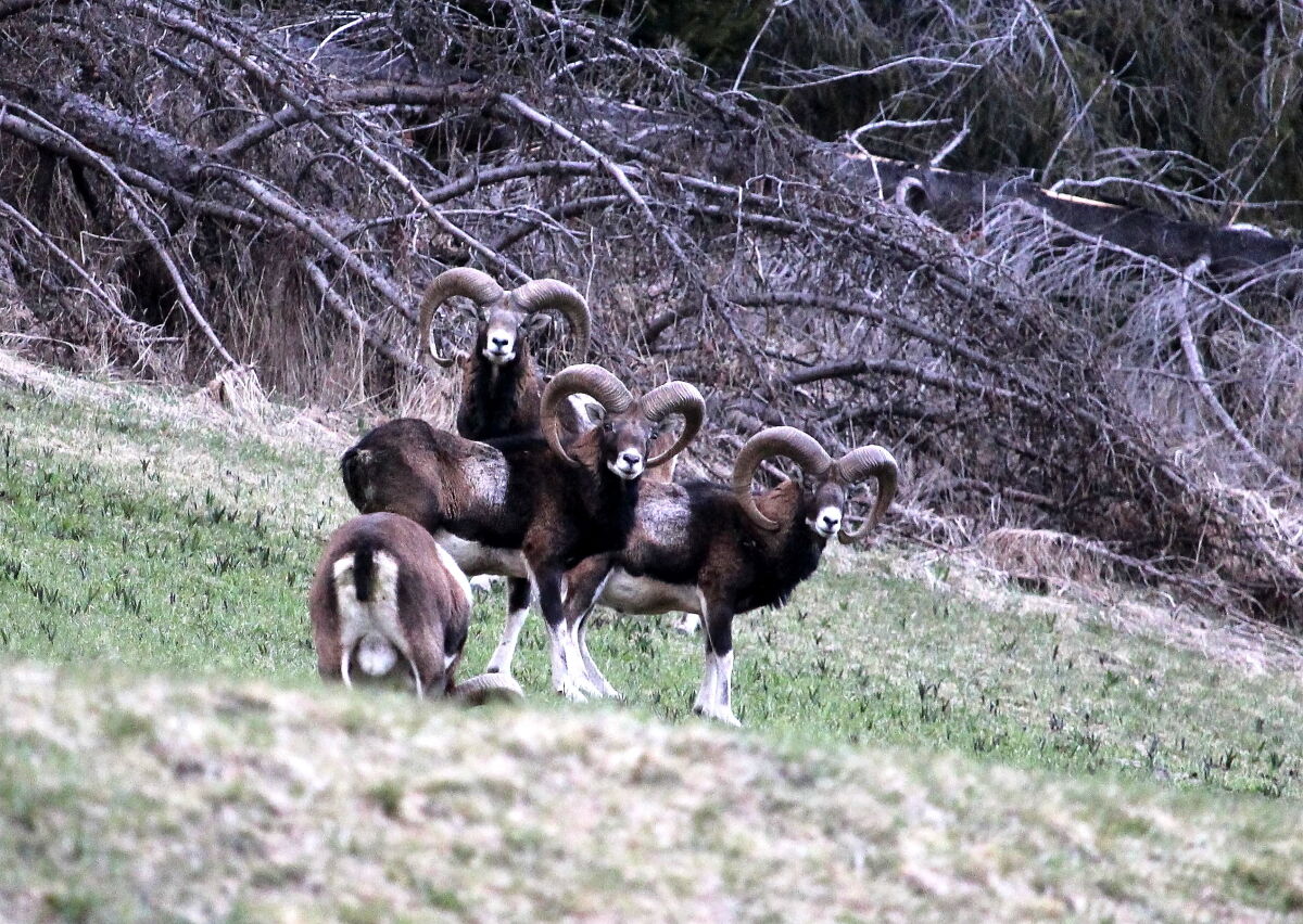 Ultimi scatti rubati
