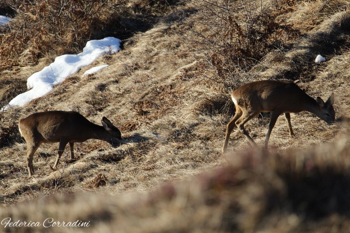 Due caprioli al apascolo