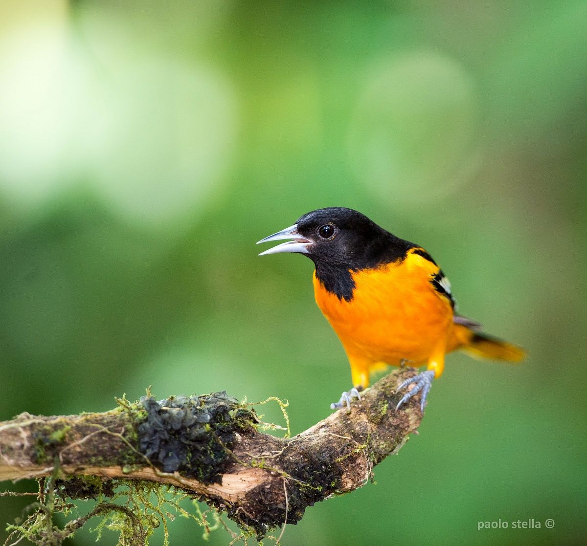 Baltimore Oriole