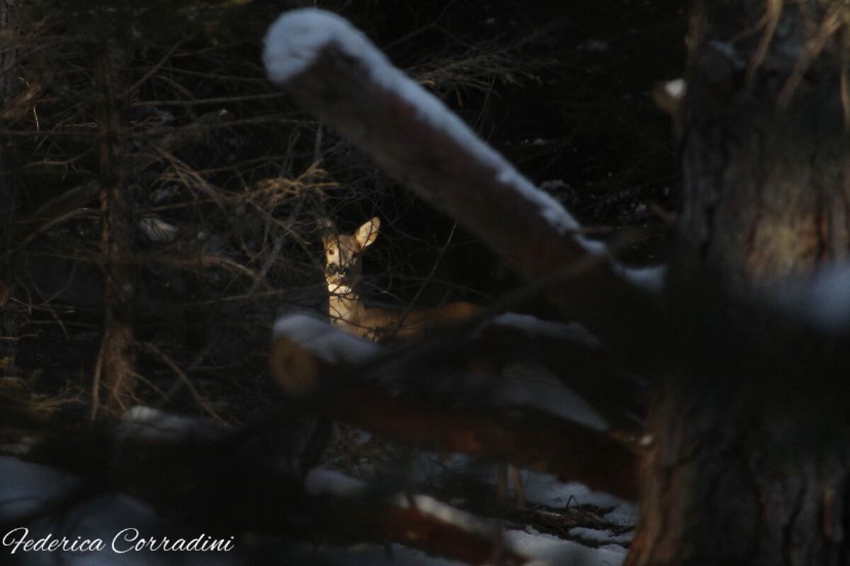 Baciata dagli ultimi raggi di ole