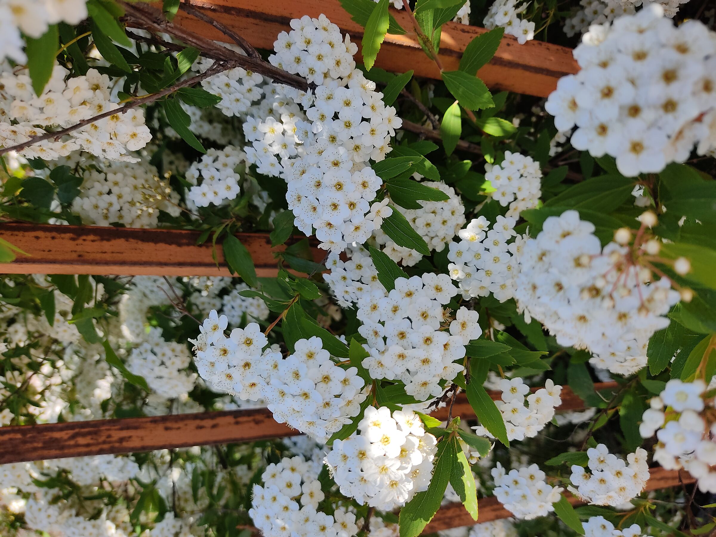 Spirea