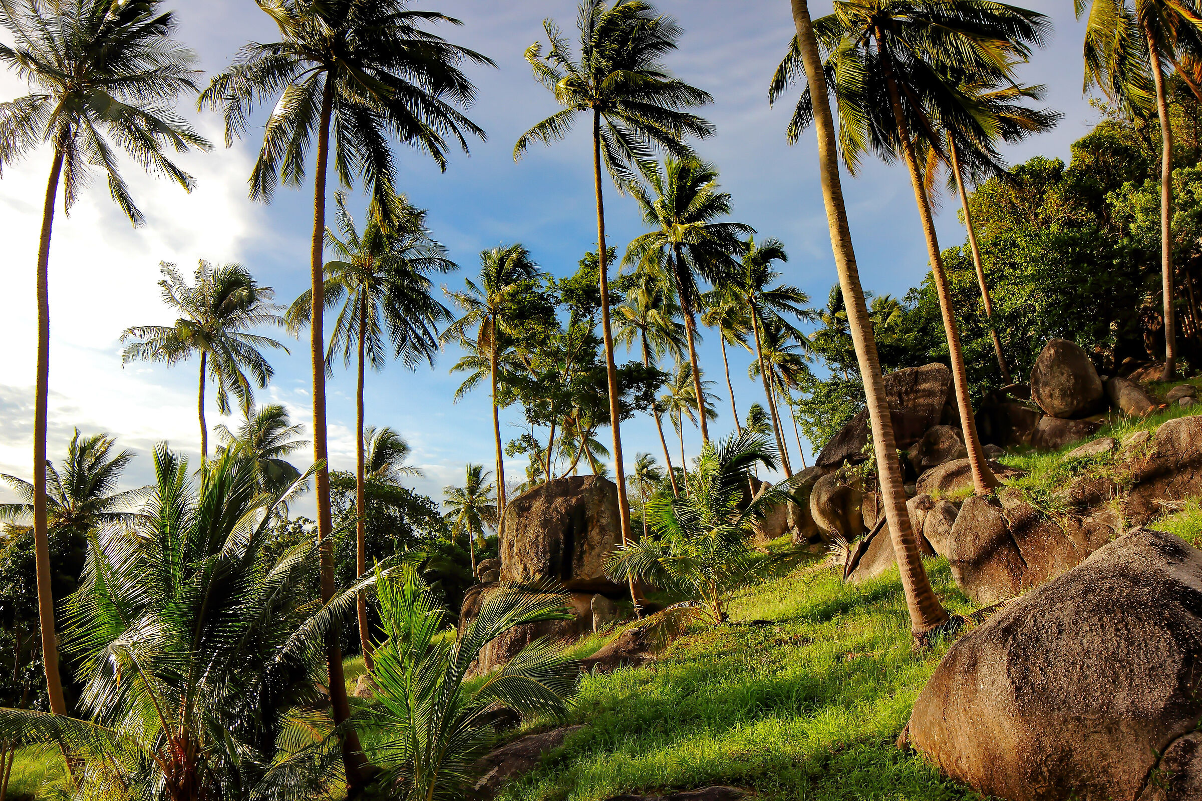 Palme e voglia di viaggiare