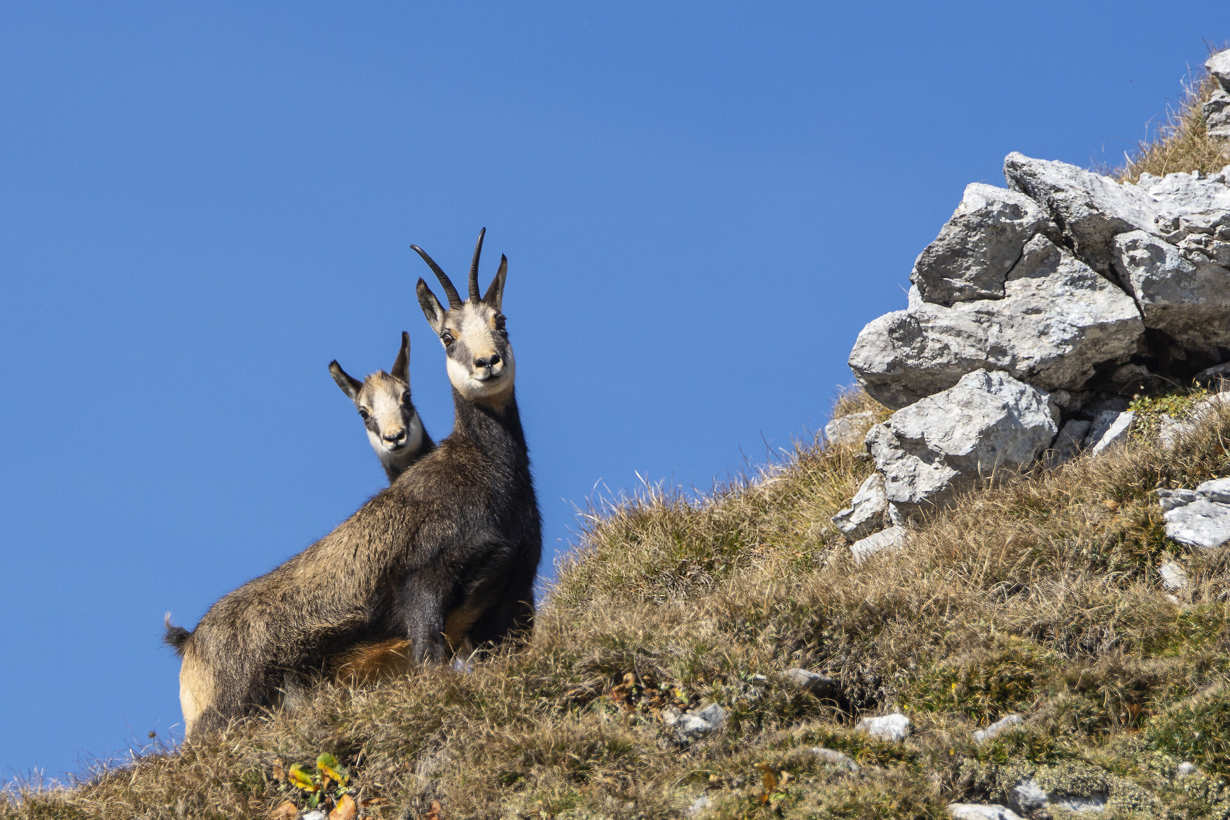 Camosci , mamma e piccolo