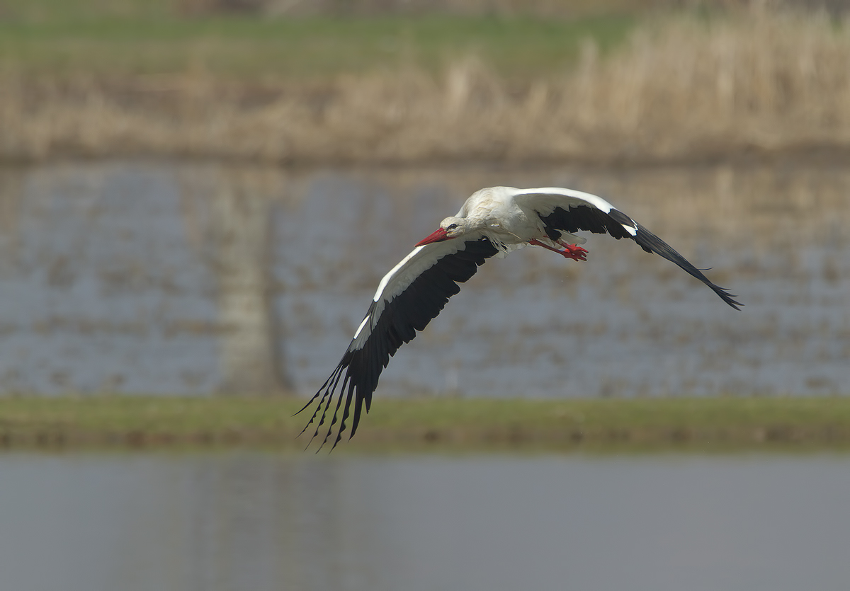 Stork 5