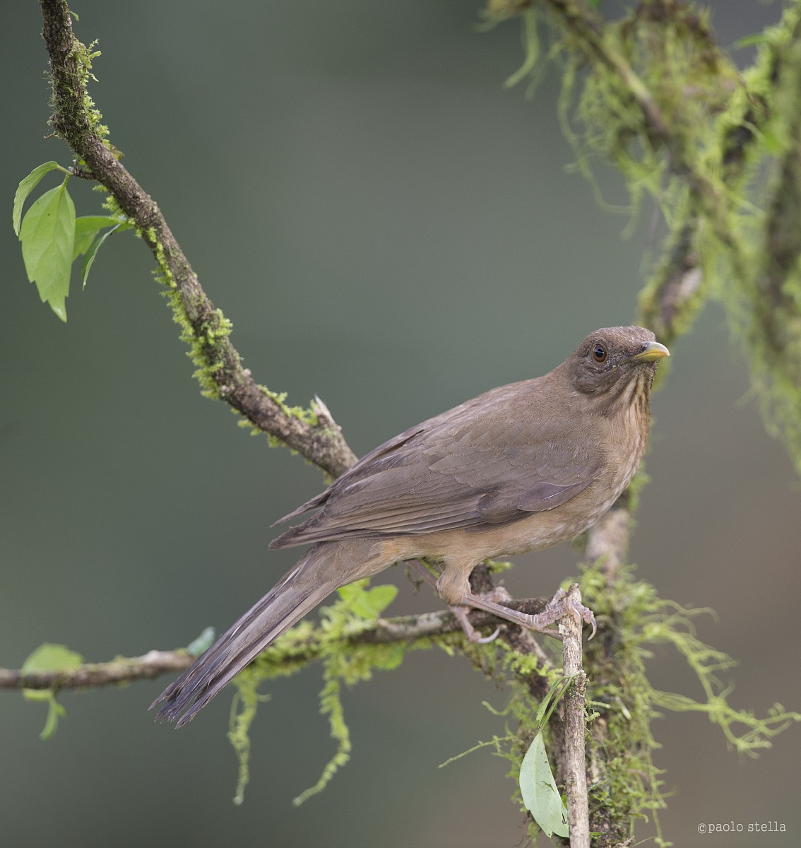 Clay-colored Thrush