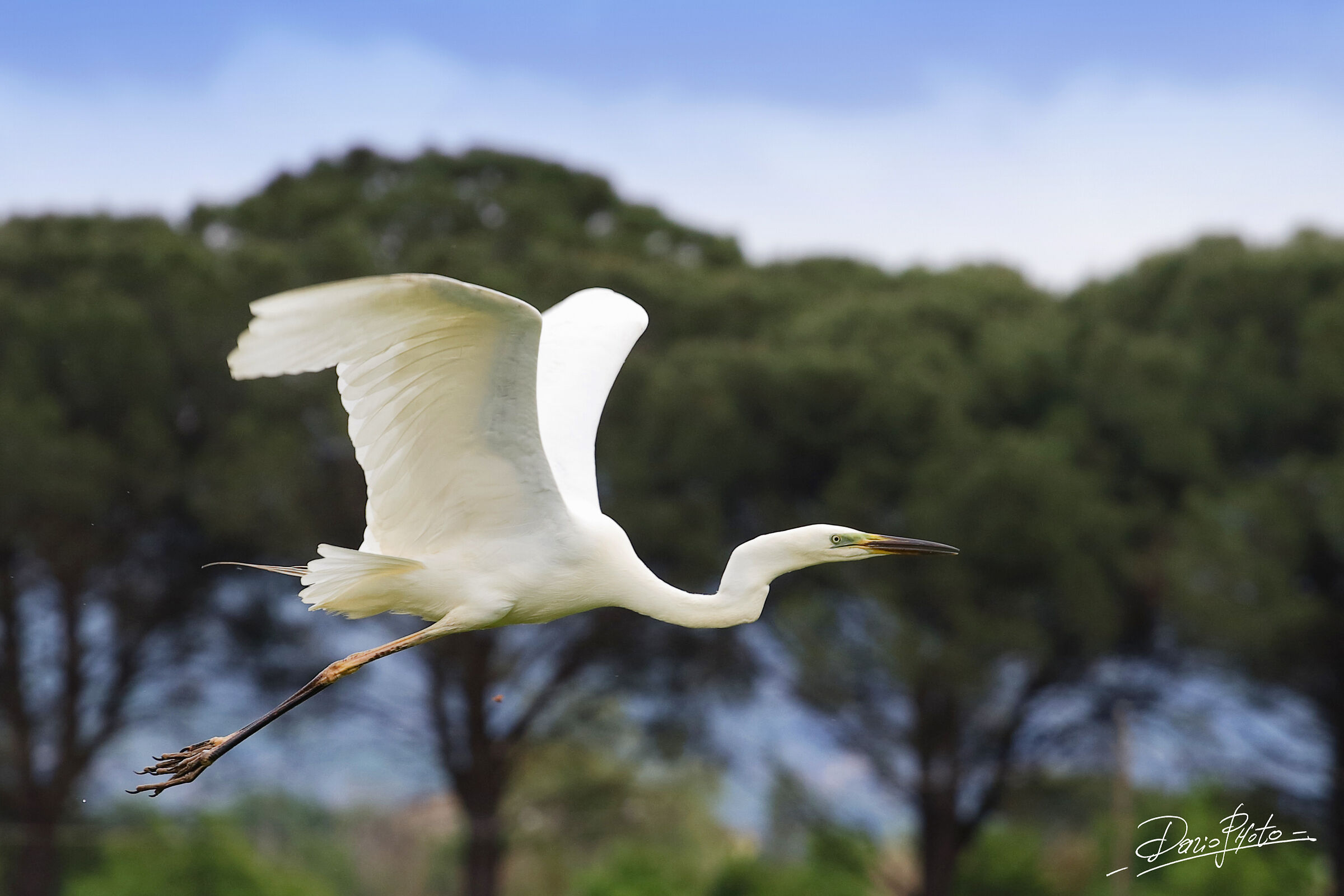 Gray Heron of Padules